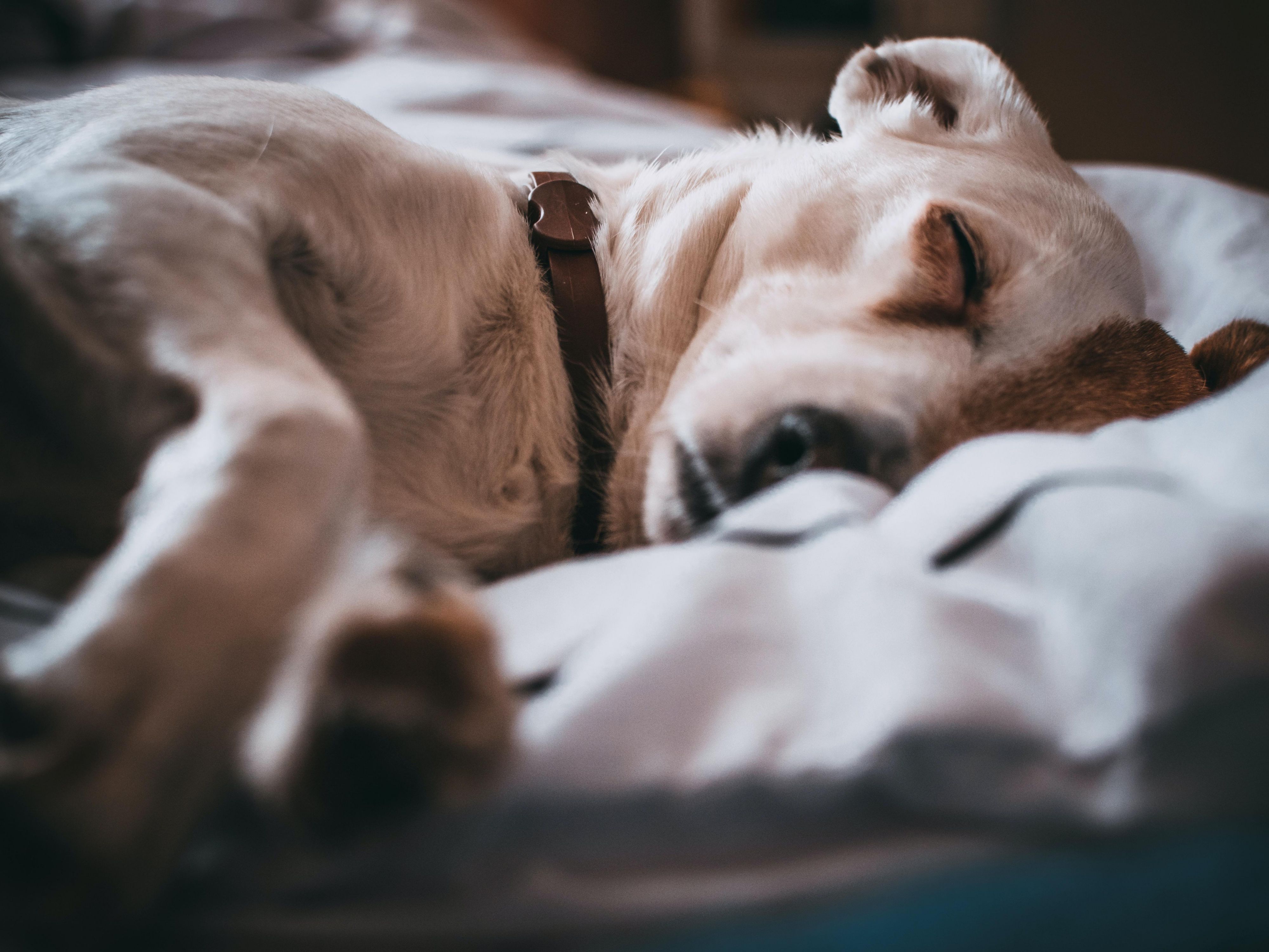 We love your furry friends! A pet fee of $30.00 per night is required at check-in to cover deep cleaning after your stay. All pets must weigh less than 75 lbs, and a maximum of two pets are allowed per room.