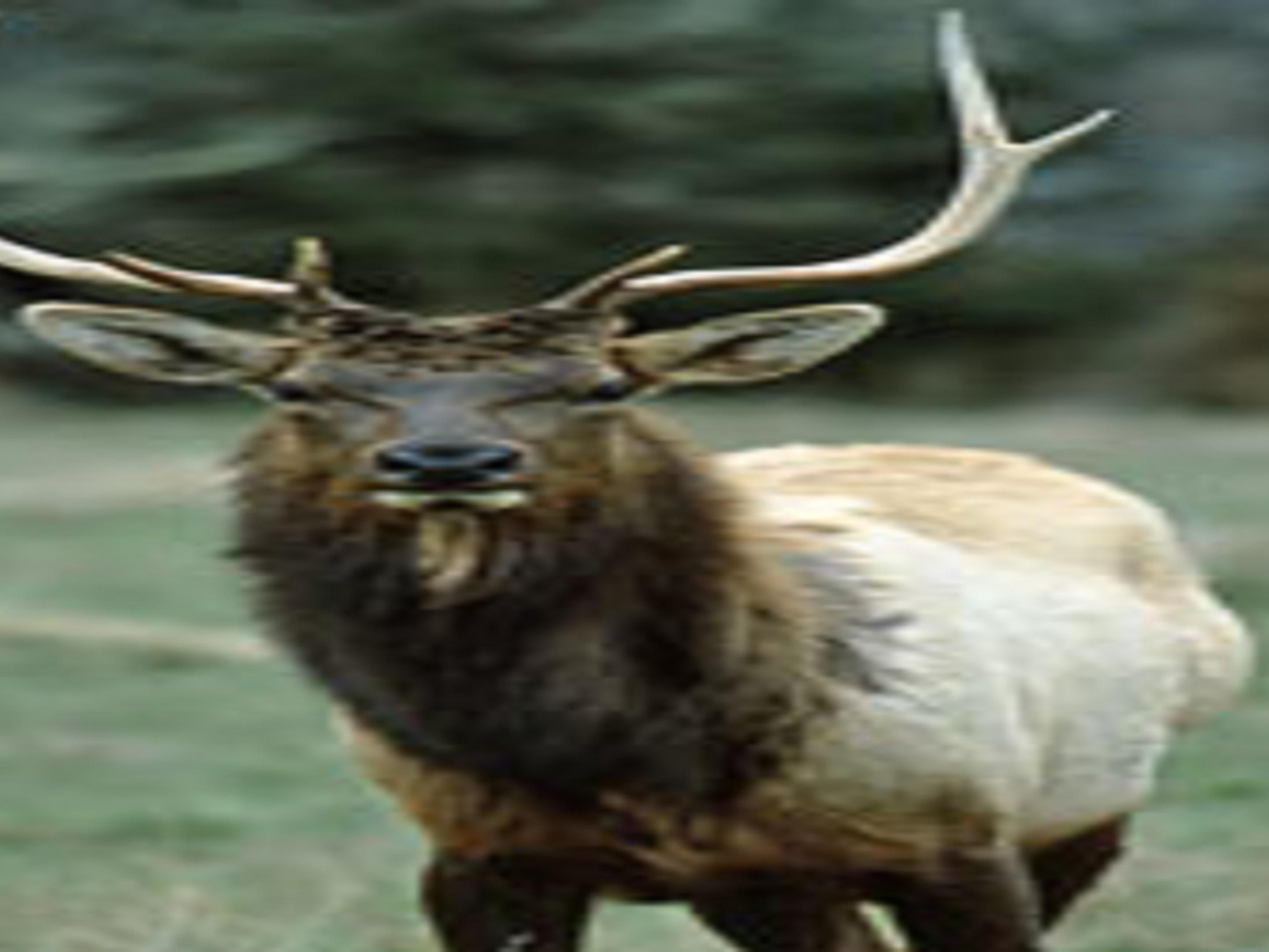 Gaylord offers the opportunity for elk viewing, just a short drive from the Holiday Inn Express and Suites of Gaylord.