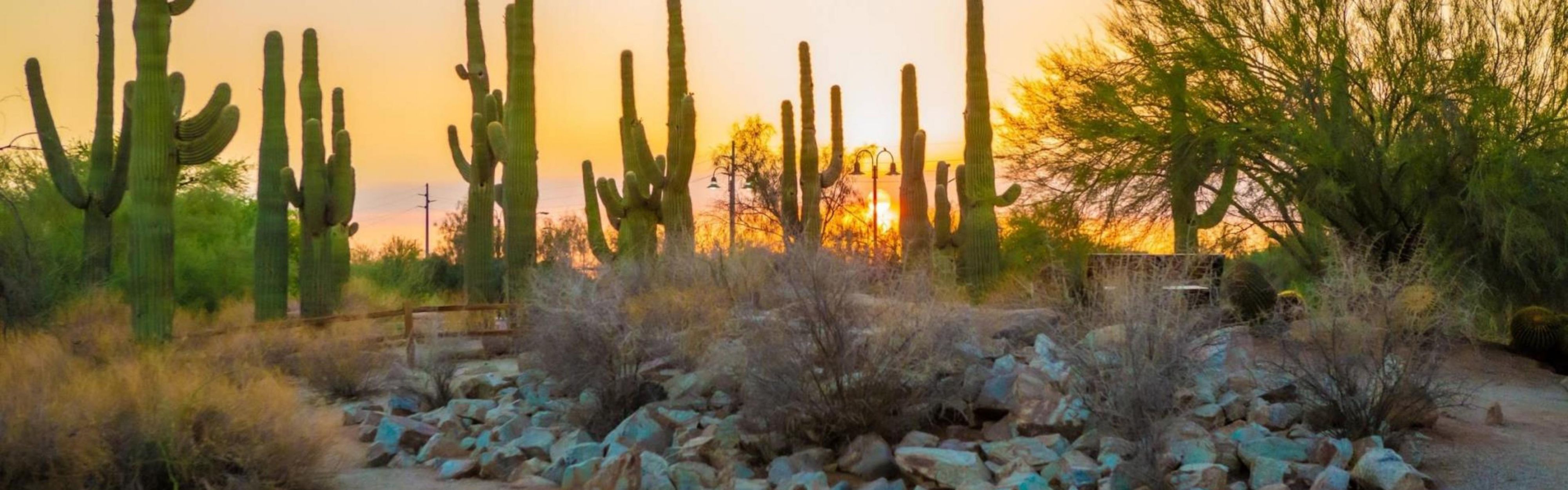 Gilbert's Riparian Preserve