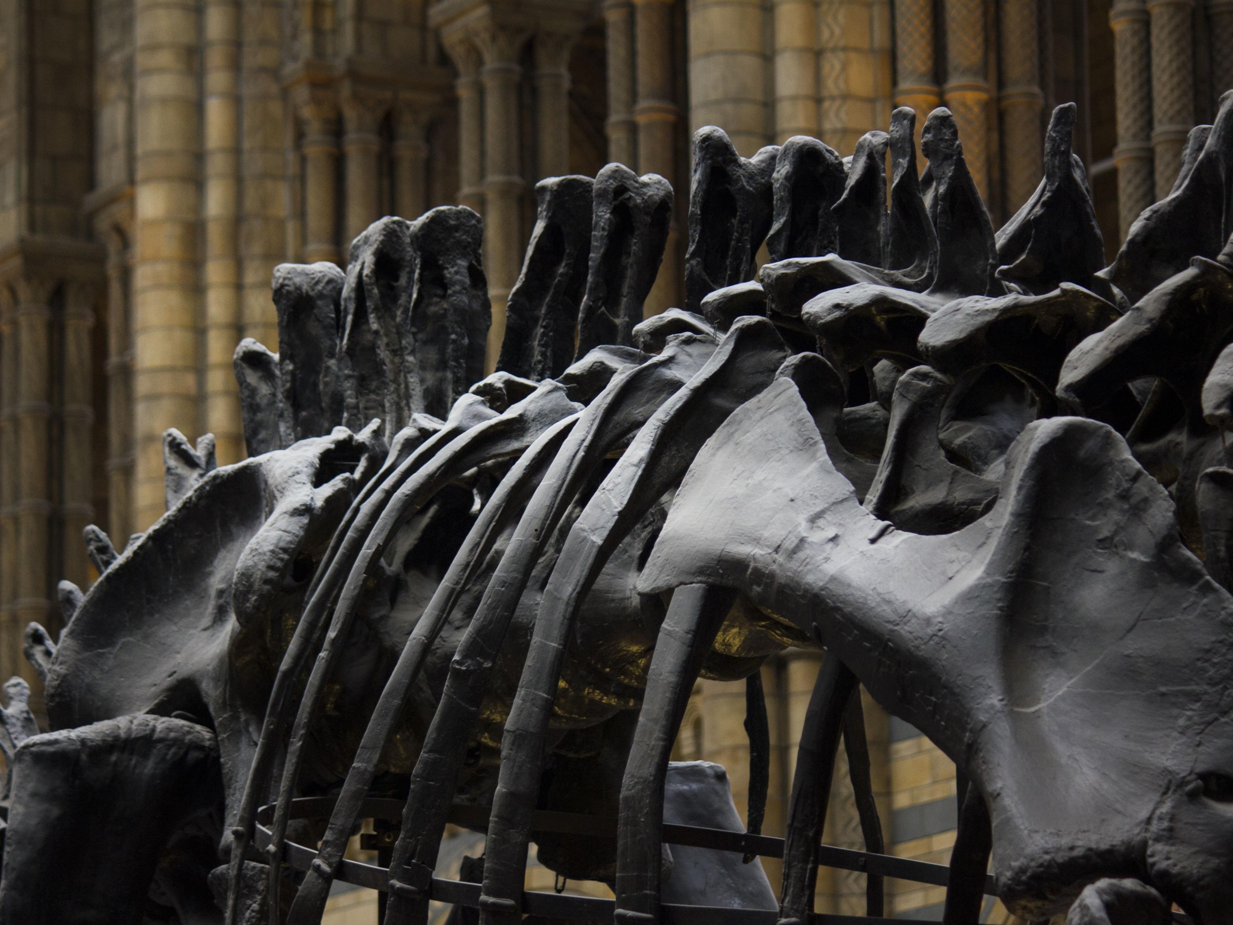 Just around the corner you’ll find the Glendive Dinosaur and Fossil Museum. Step into prehistoric times with this fascinating museum, a highlight for families and science lovers everywhere. Explore fossil exhibits and learn more about the giant creatures who roamed this area all those years ago. 