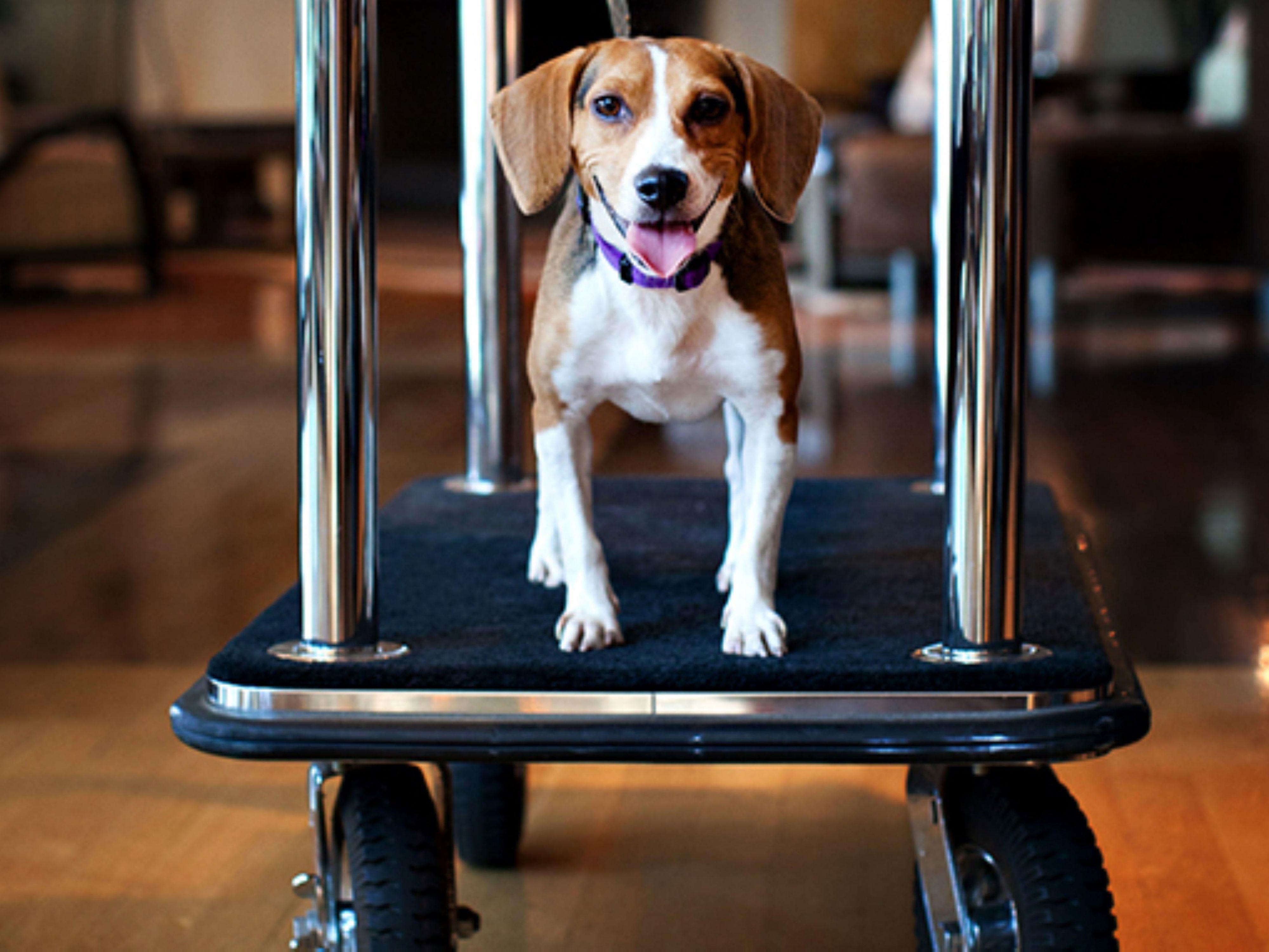 We welcome your four-legged family members to a comfortable and relaxing stay in Coachella Valley. Whether exploring nearby attractions or playing out in the fresh air, your furry friends will love being part of the adventure. So, bring your pet along for a tail-wagging good time!
