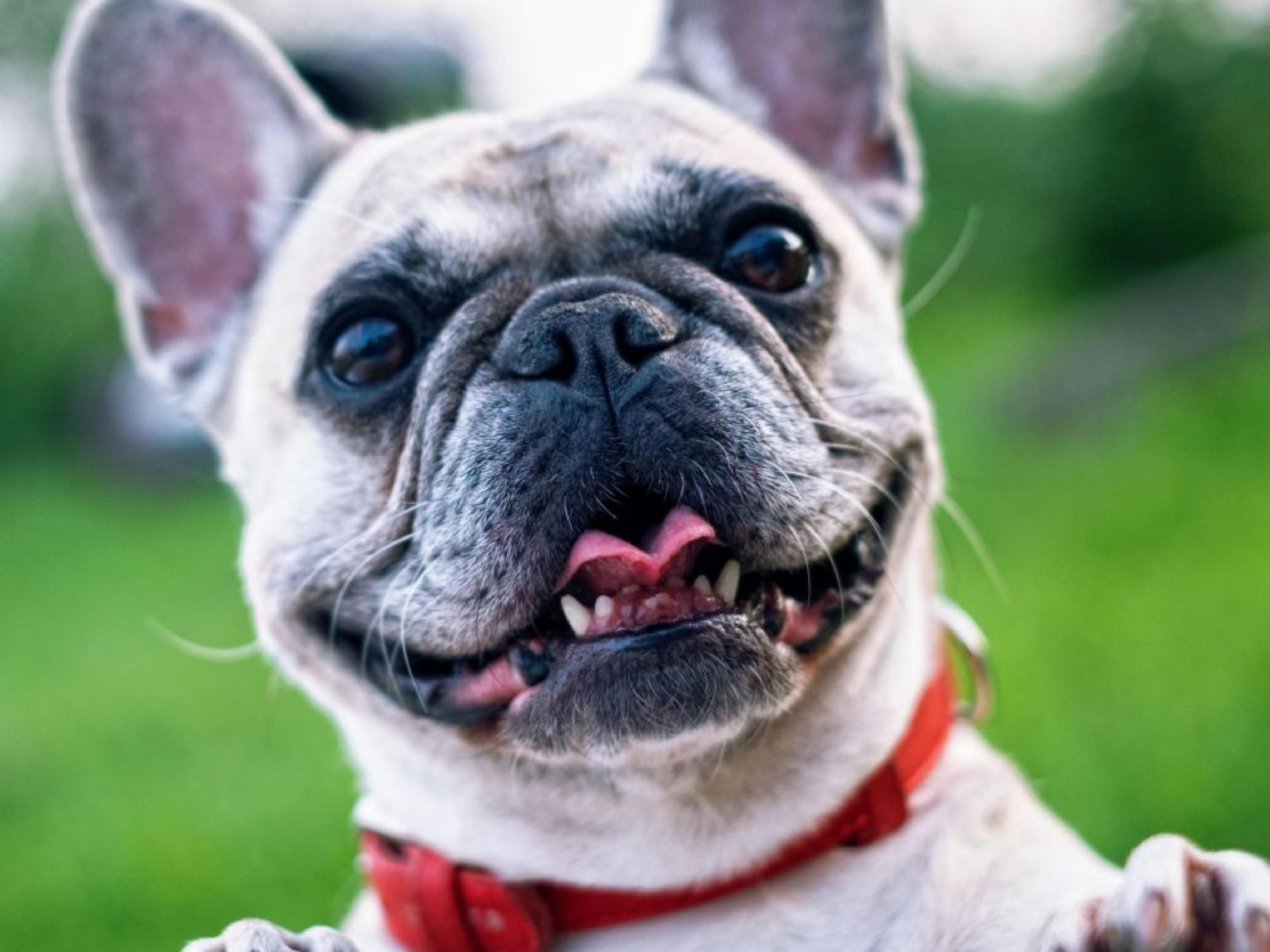 We are pet friendly and welcome your furry family member with a pet friendly treat upon arrival. 