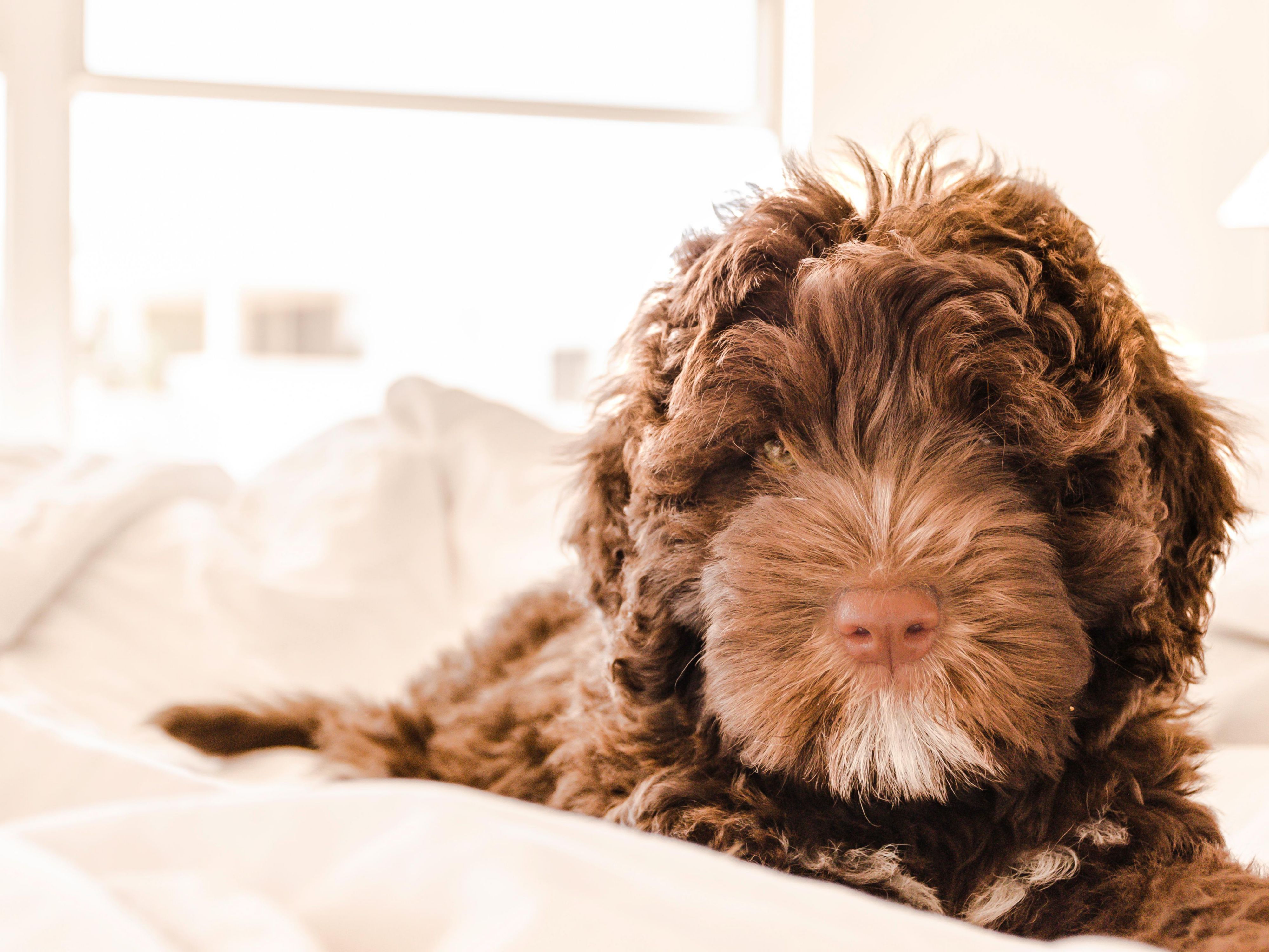 Pets make excellent adventure buddies, and we hope you bring your furry friend along to our hotel! Our pet-friendly accommodations are available for a small daily fee. In return, your dog gets to join your adventures and snuggle in your room throughout your stay. What could be better? 
