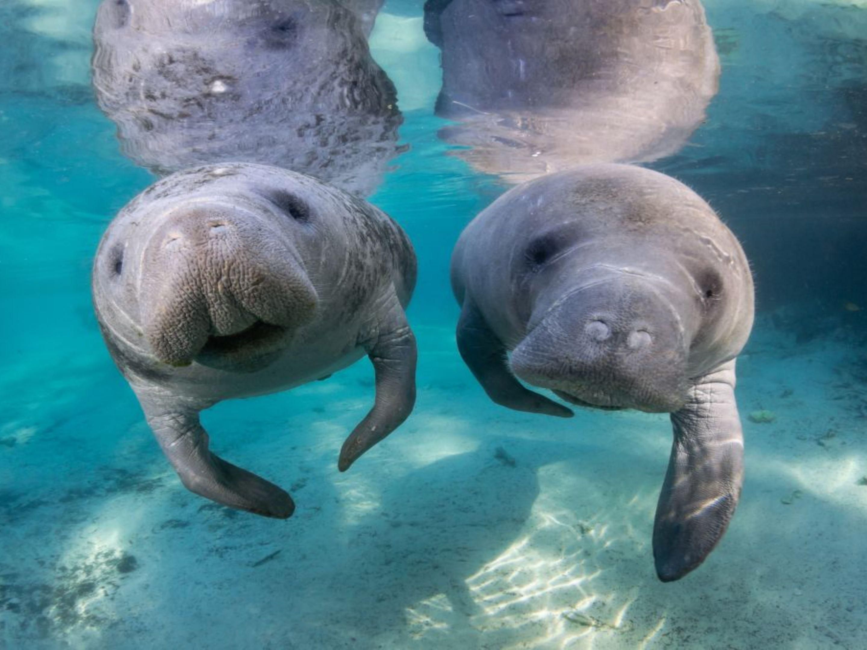 Homosassa Springs is just a 15 minute drive from our hotel. Here, you'll have the chance to see and even swim with Florida's most beloved marine mammal, the manatee! While they gather year-round, November to March are high time. Experience the magic of this experience in real life!