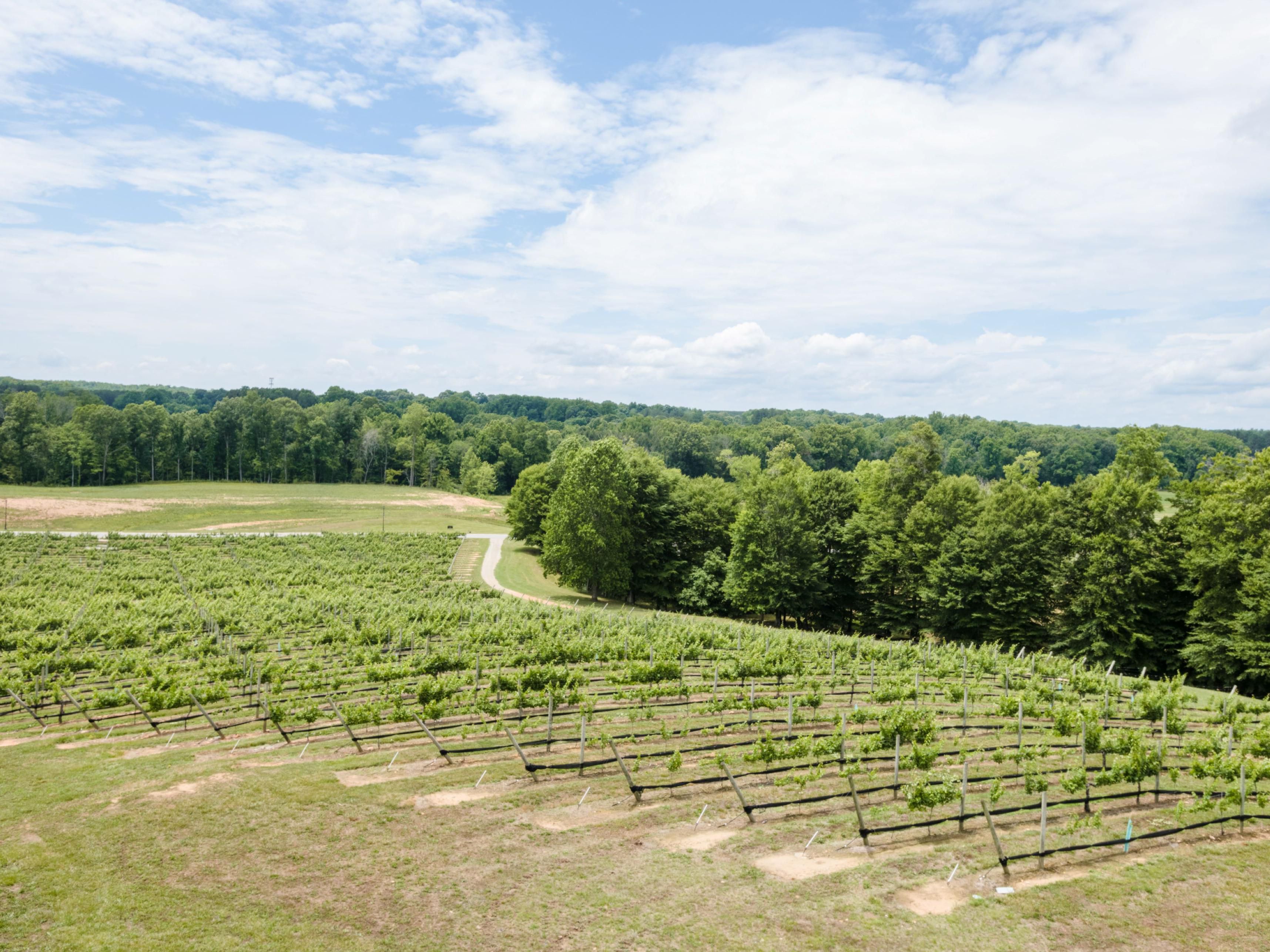 There’s a feeling of peace and quiet that makes our hotel in Lexington, NC, a special place to stay. We’re surrounded by beauty, with vineyards and lush stands of trees all around. Our tranquil location makes us an ideal space to stay, whether you’re in town to visit the vineyards, vacation with family, or host a wedding.