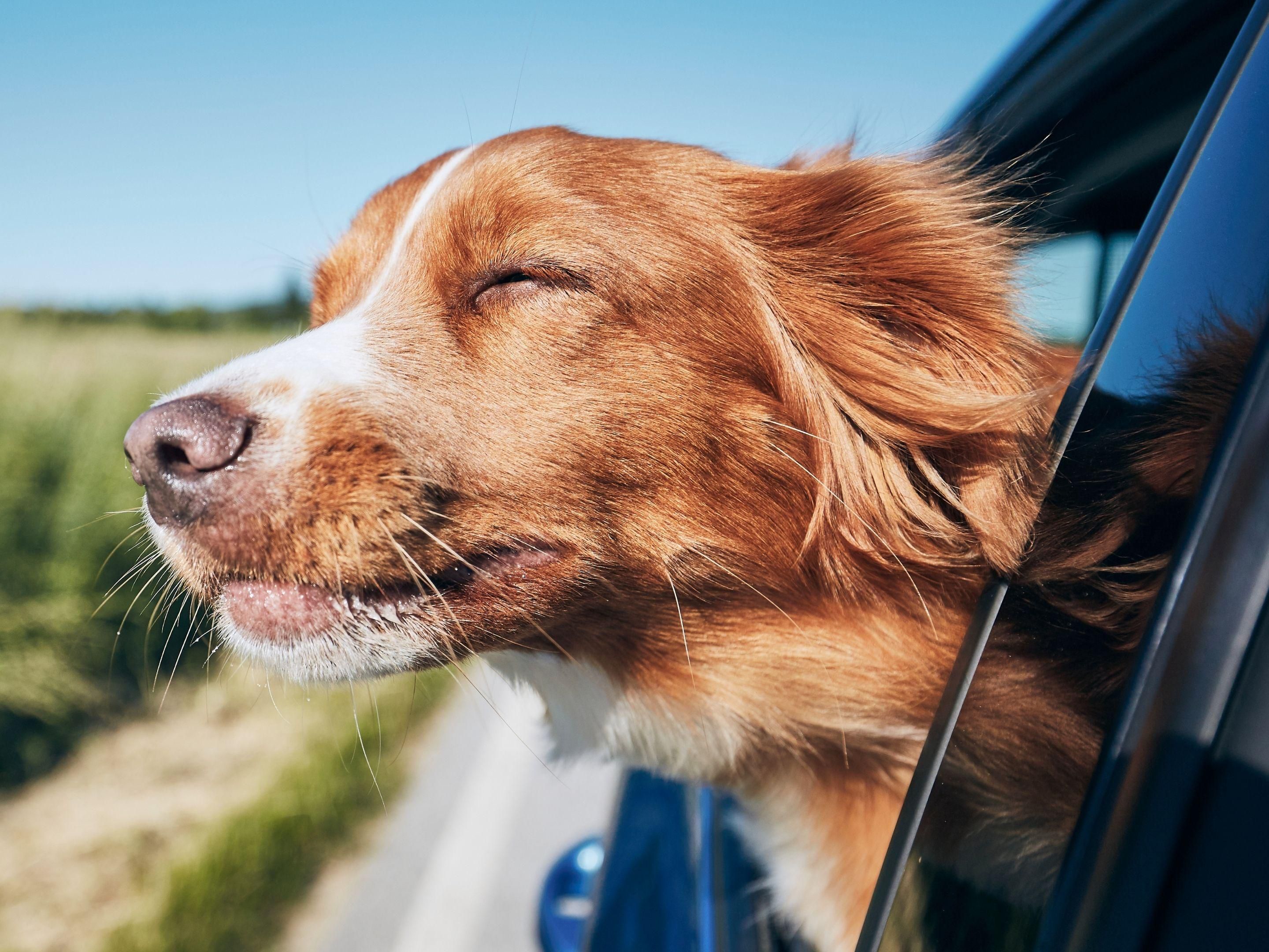 We offer comfortable accommodations for both you and your furry companions at our pet-friendly hotel in Lincoln, NE, along with convenient access to nearby parks and walking trails for easy outdoor time. Whether you're here for a night or an extended stay, your four-legged family members are always welcome and well cared for.