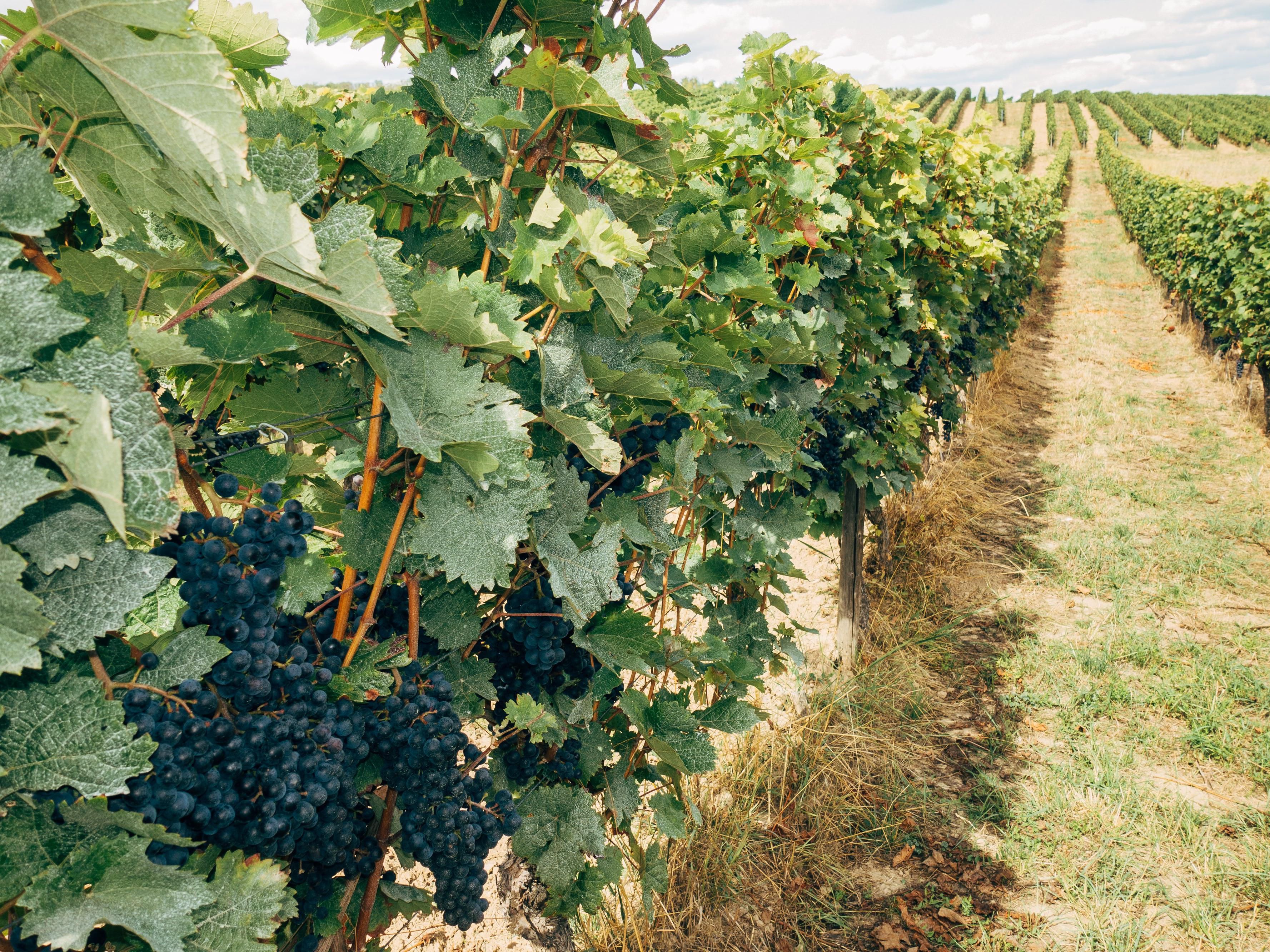 Our hotel is located near some of California's best wineries. Ask us about for more information on where to go during your stay.