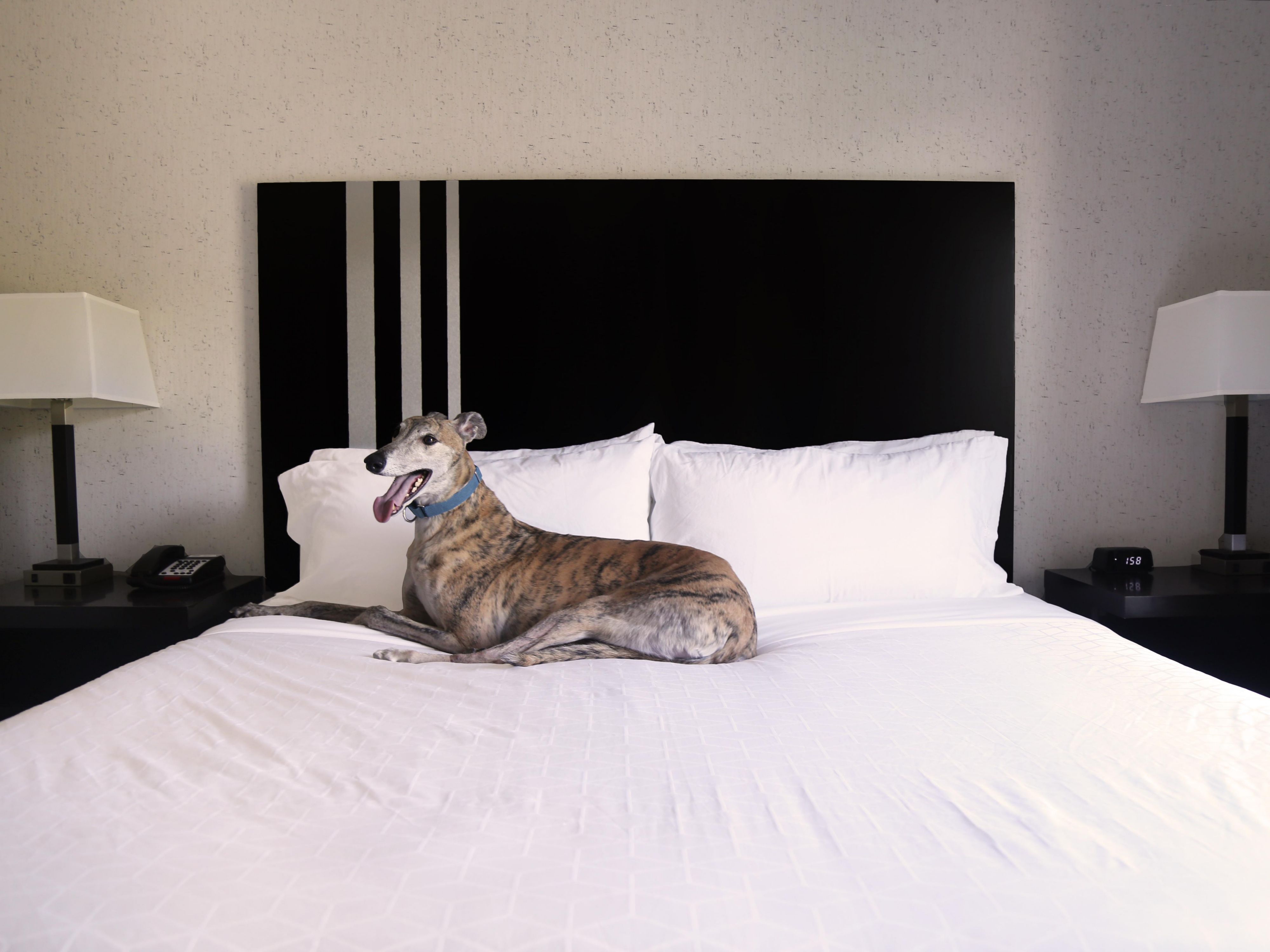 Don't want to leave your furry friend behind on vacation? You don't have to! We are happy to accommodate your four-legged companion at our hotel. We are located in plenty of walking trails and dog parks to occupy their time. 