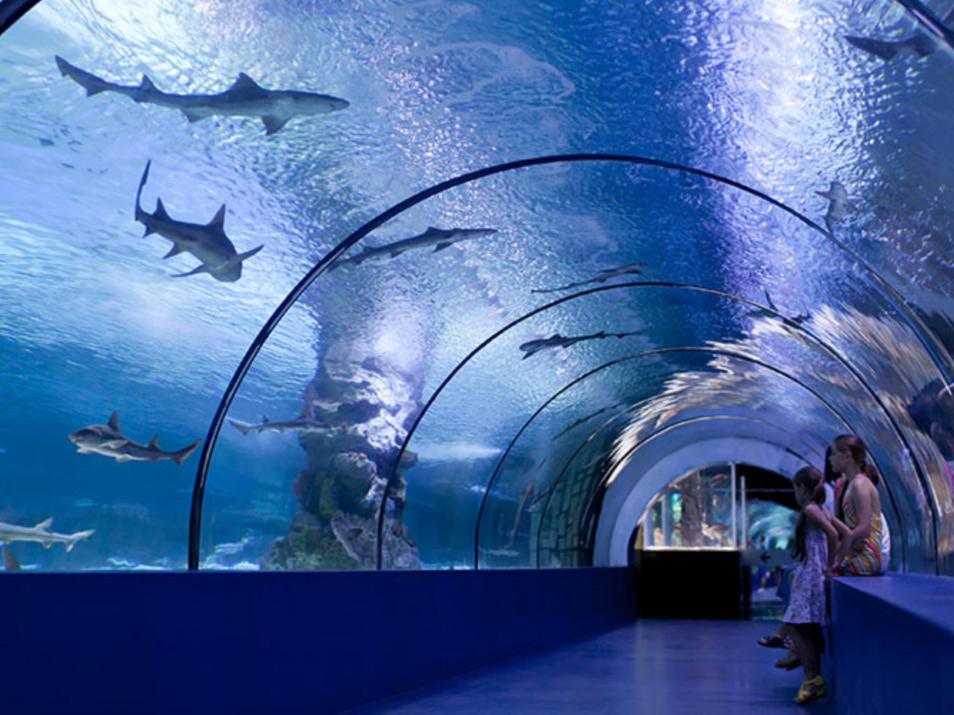 This Aquarium of the Sea of Cortez combines live shows, immersive experiences, educational activities, and a deep conservation mission. From admiring sharks and jellyfish to participating in ecological rescue efforts, each visit offers multiple ways to connect with the Sea of Cortez.