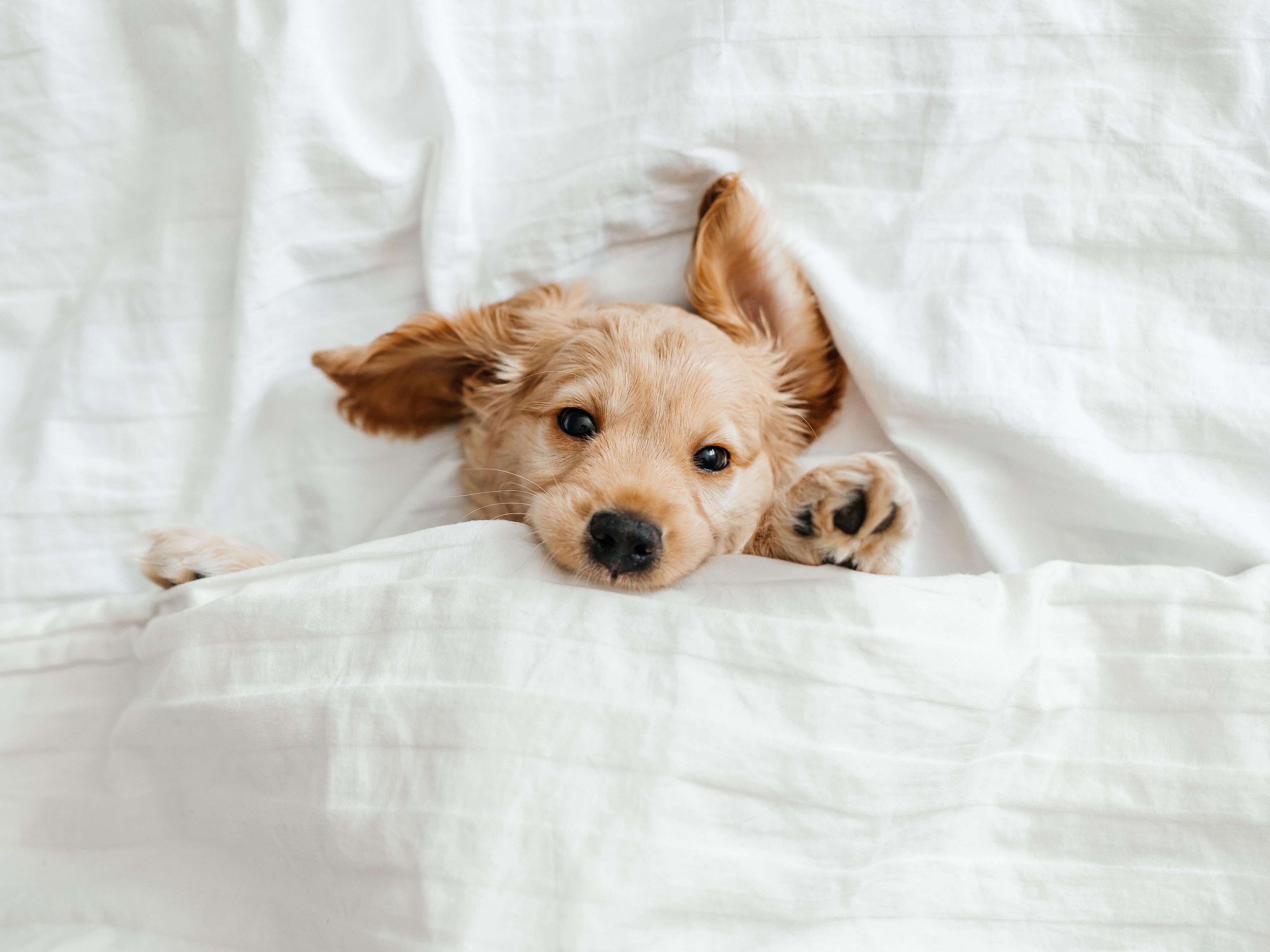 Get ready for the perfect getaway for you and your furry friend at our hotel in Medford. Our dog-friendly hotel awaits, with a tail-wagging welcome and only a $35 pet deposit. We have a 2-dog maximum. Please contact us with any other questions. We can't wait to welcome you for a paw-some stay!