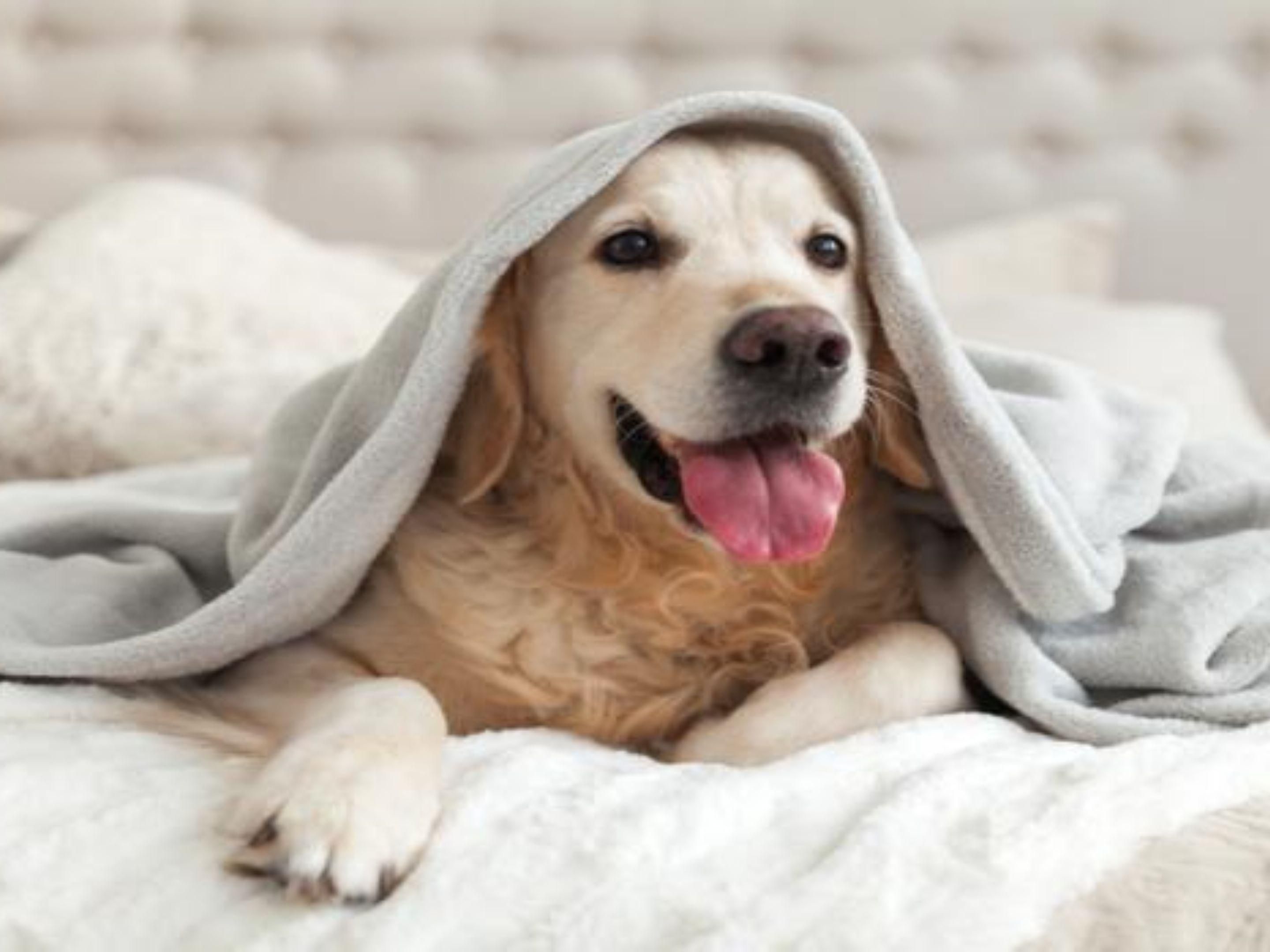 Don't leave your furry companion behind anymore. Our hotel is dog friendly. 