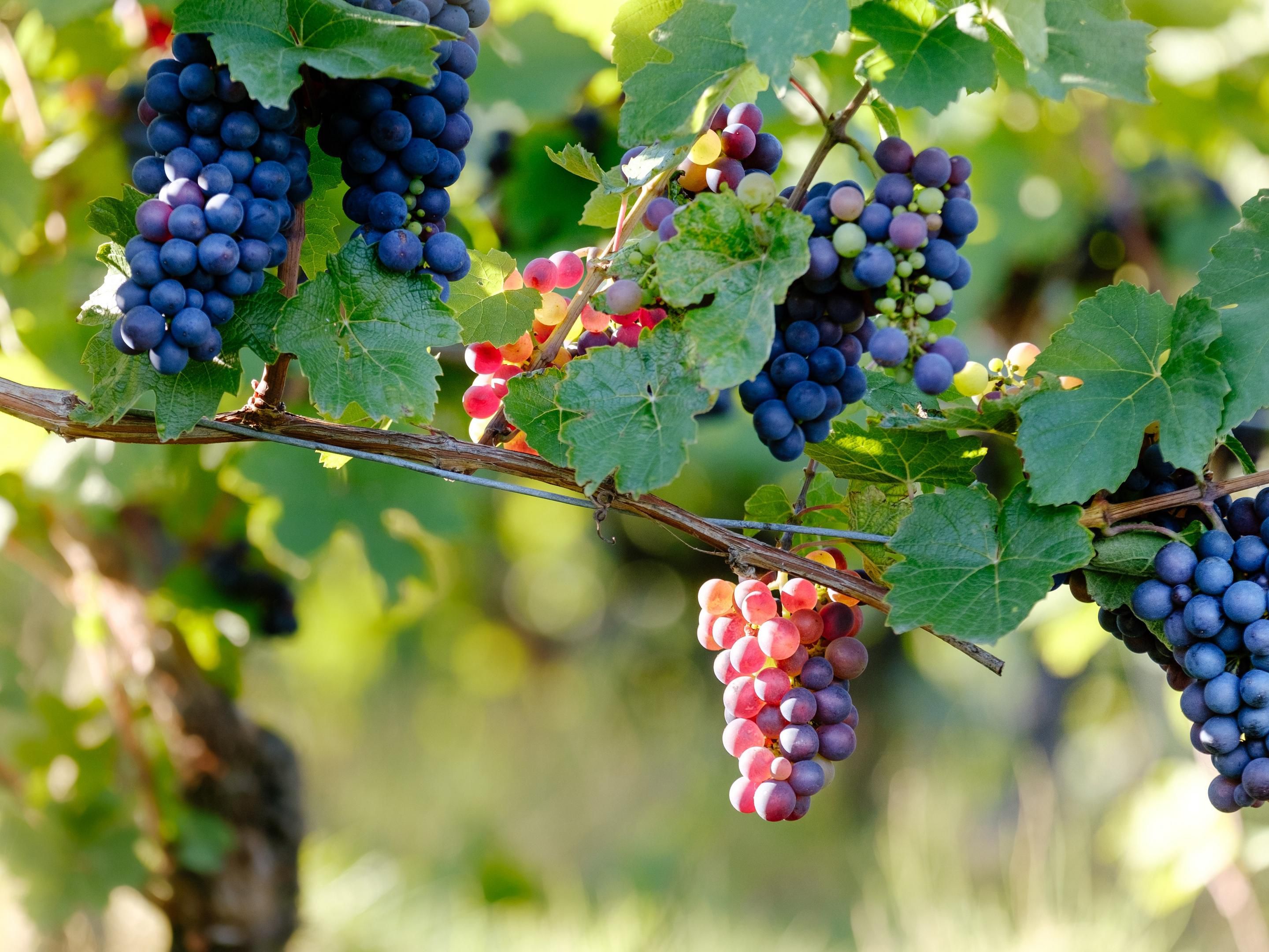 Our Mt. Laurel hotel is the perfect place to stay while exploring the many wineries and vineyards in the Southern New Jersey region. Enjoy tasting local wines and craft brews, all within a short drive from our convenient location. Unwind in comfort after a day of sampling the best the area has to offer.