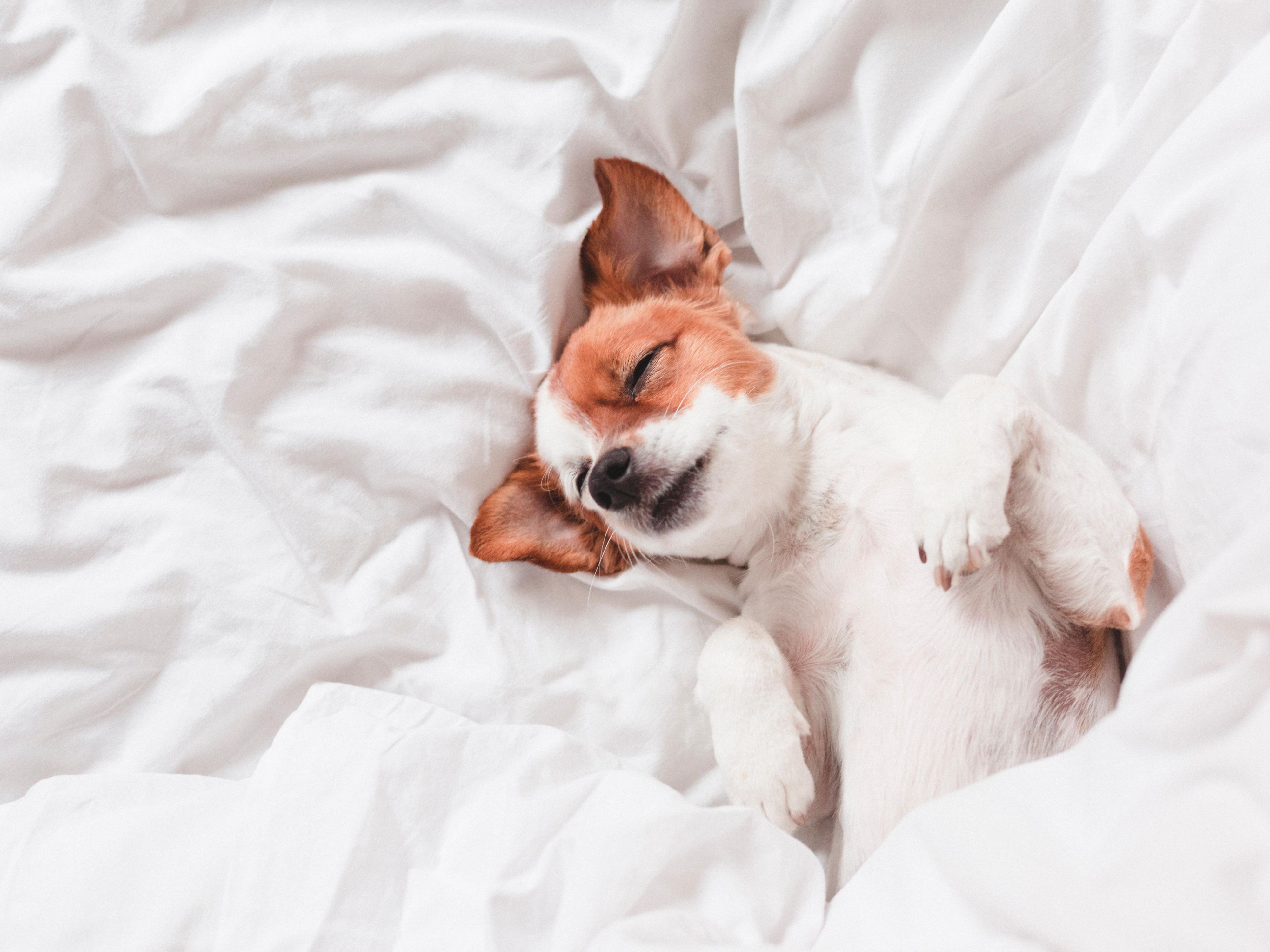 Pet-friendly accommodations are now available!