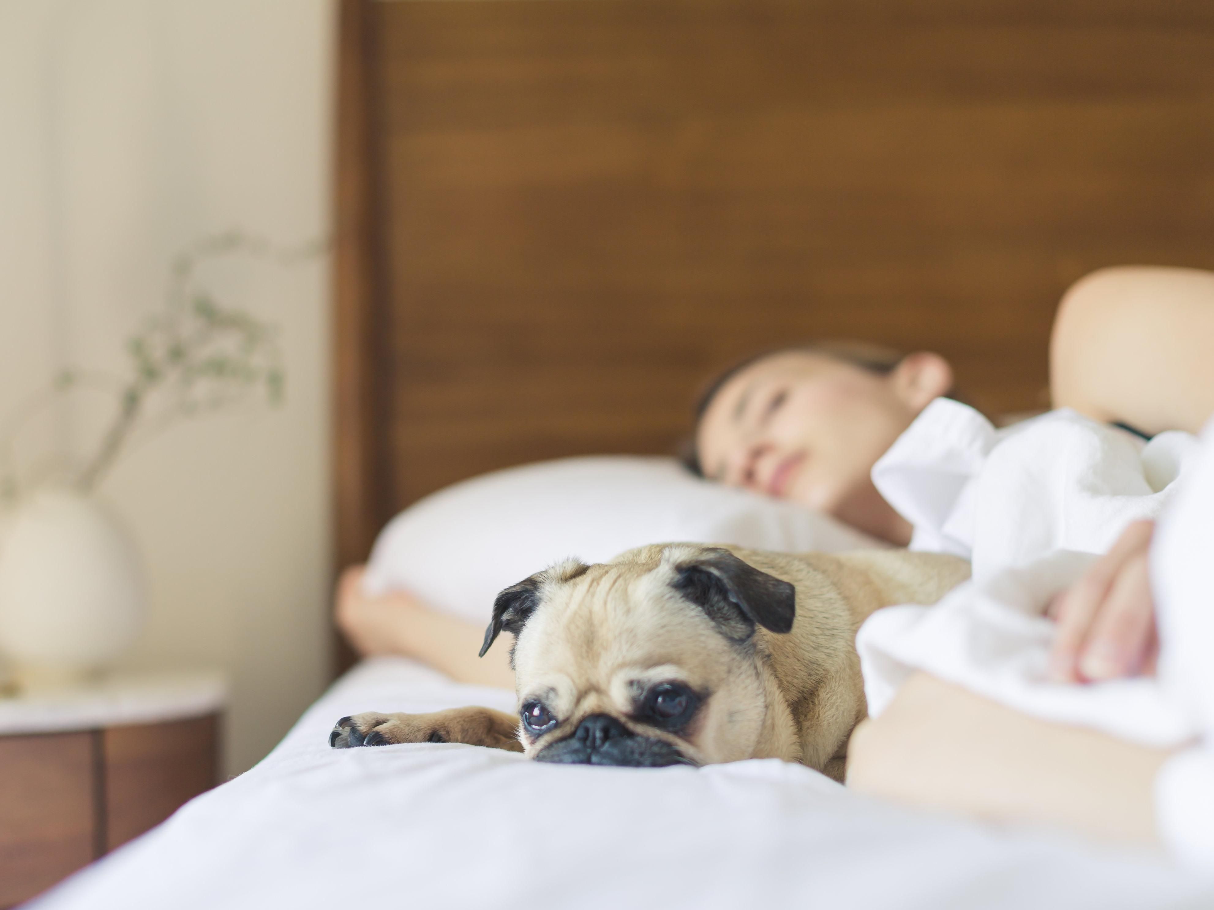Do you like travelling with your dog?  Then good news, we are a dog friendly property.  Our pet fee is just $25 per night, so don't forget your four-legged family member.   