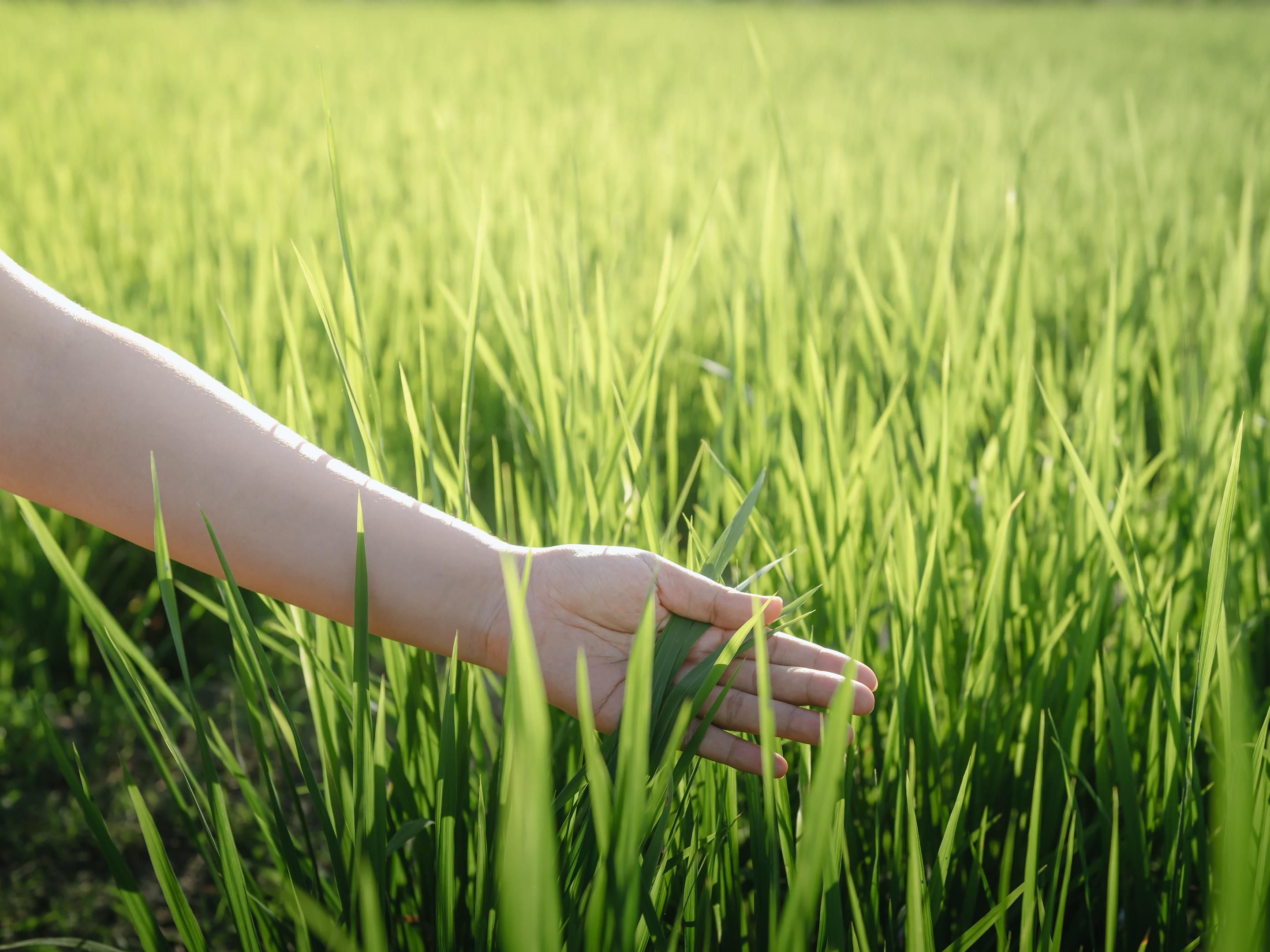 Our hotels participate in IHG's Green Engage program, an initiative aimed at reducing waste, conserving energy, & promoting responsible sourcing. As part of our commitment, we offer a linen reuse program during stay-over services that helps decrease water consumption. In participating, you contribute to our efforts & earn IHG One Rewards points.