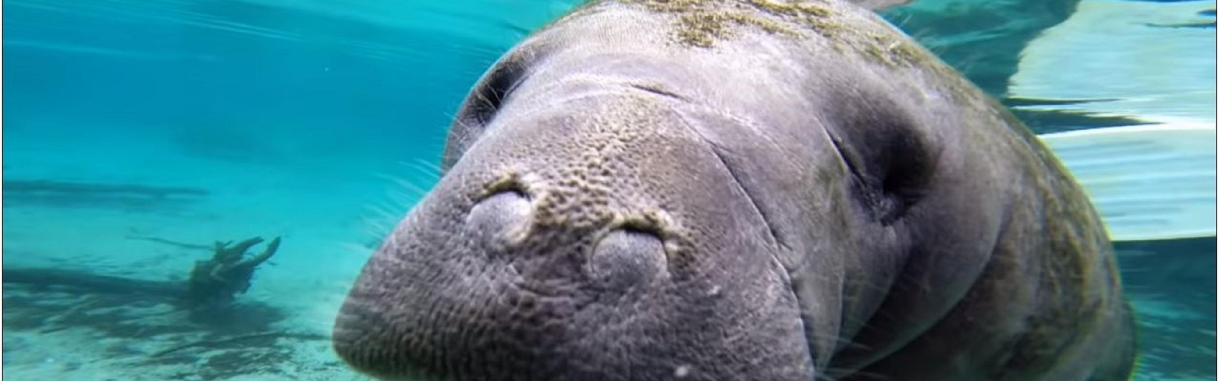 Blue Springs West Volusia Manatee