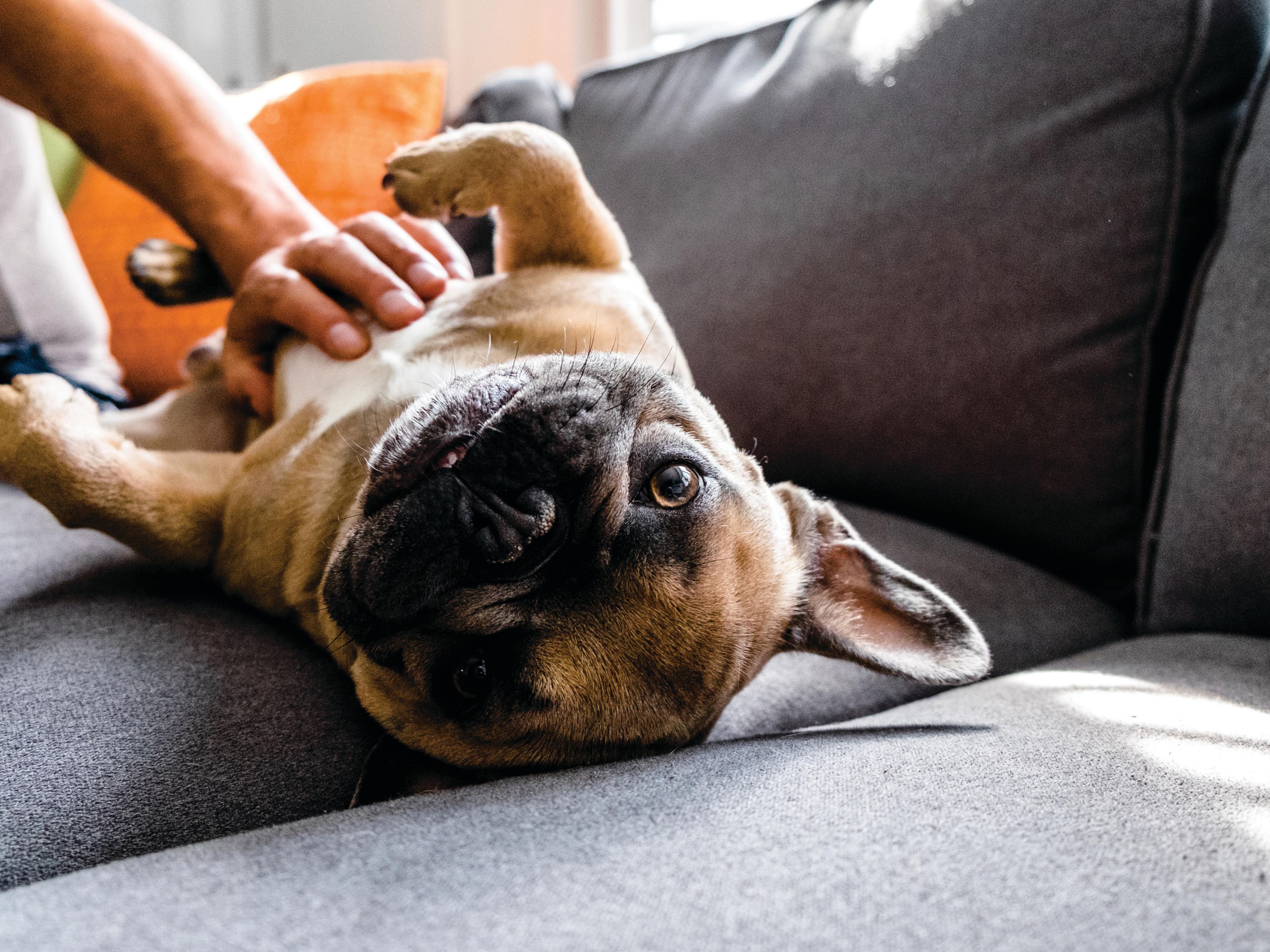 We know your pet is part of the family, especially when you are on the road. That is why we are a pet friendly hotel! Maximum two pets per room. There is a pet fee of 25 CAD per night up to four nights and 75 CAD per week for stays of five nights or longer. The fee is non-inclusive of applicable taxes.