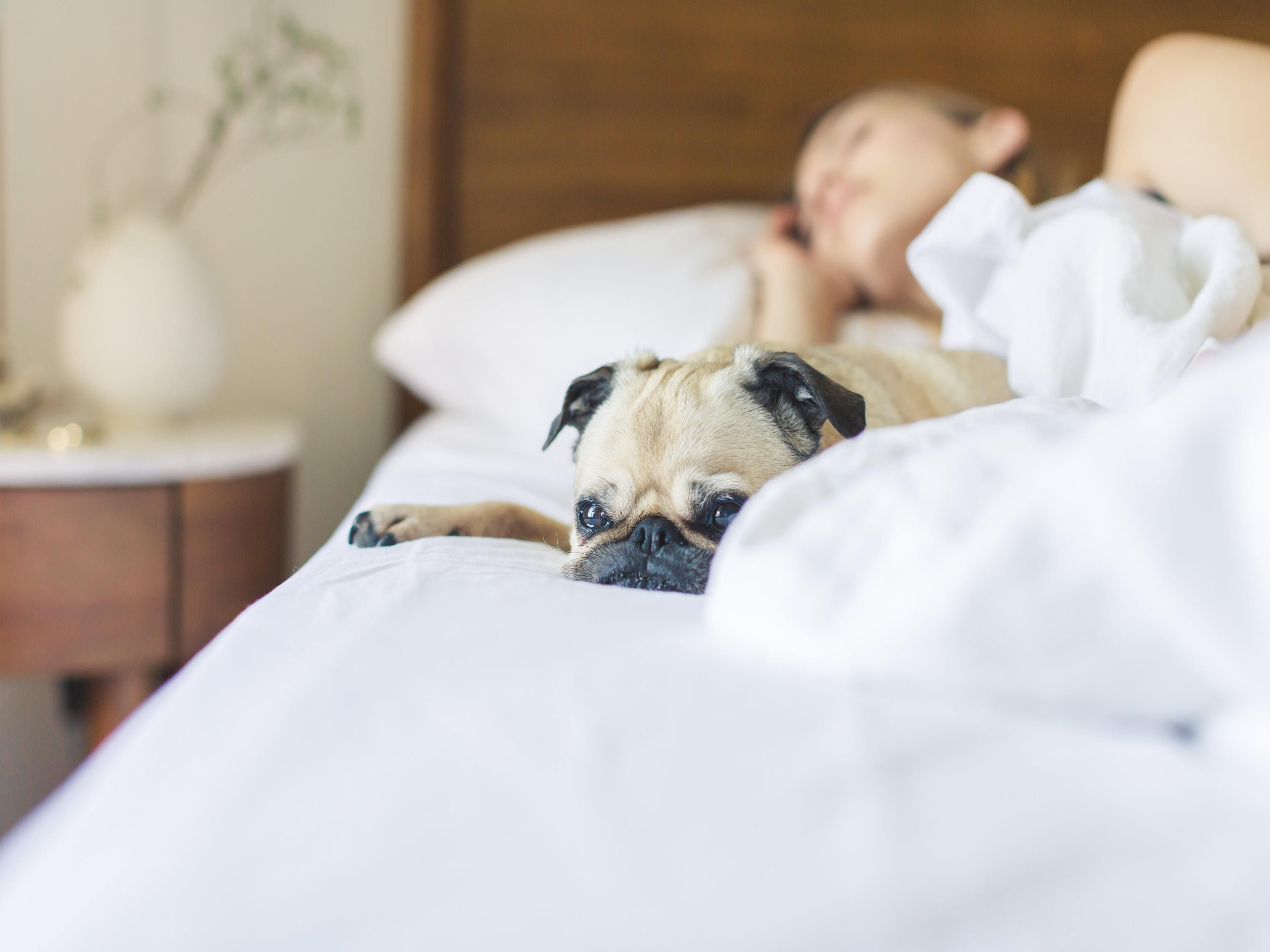 Is your travel experience enriched when you bring your four-legged friend? We have space for you and your furry friend. Our pet-friendly policy is 50 dollars per night with a maximum of 2 pets per room. Please call the hotel directly for additional questions. 