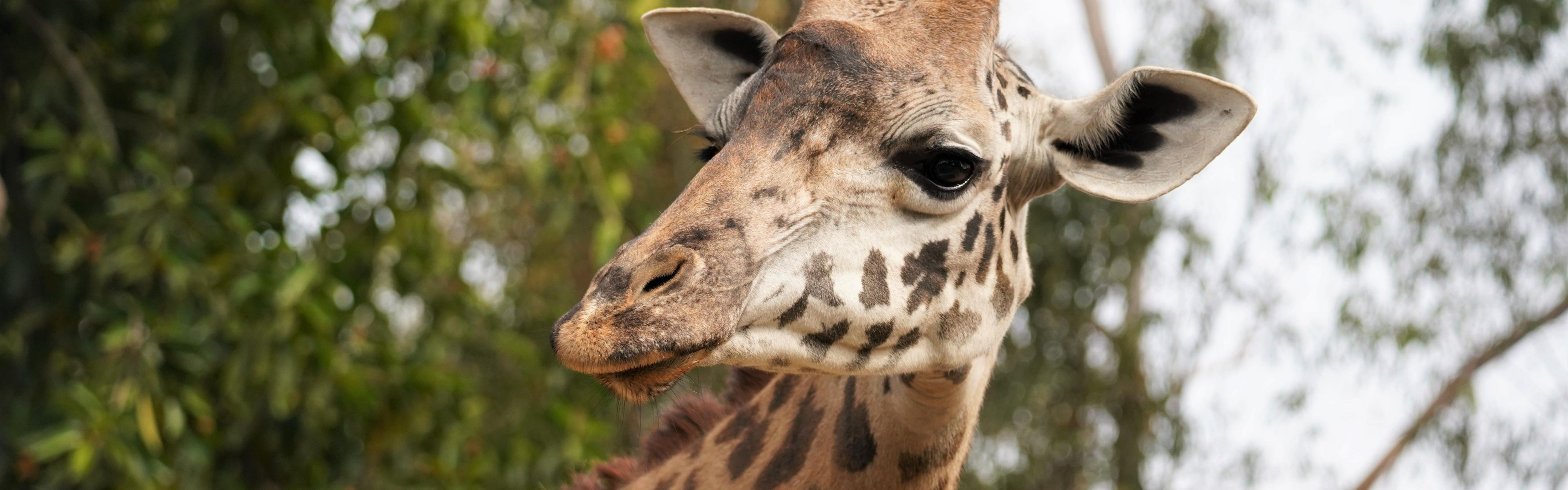 World famous San Diego Zoo