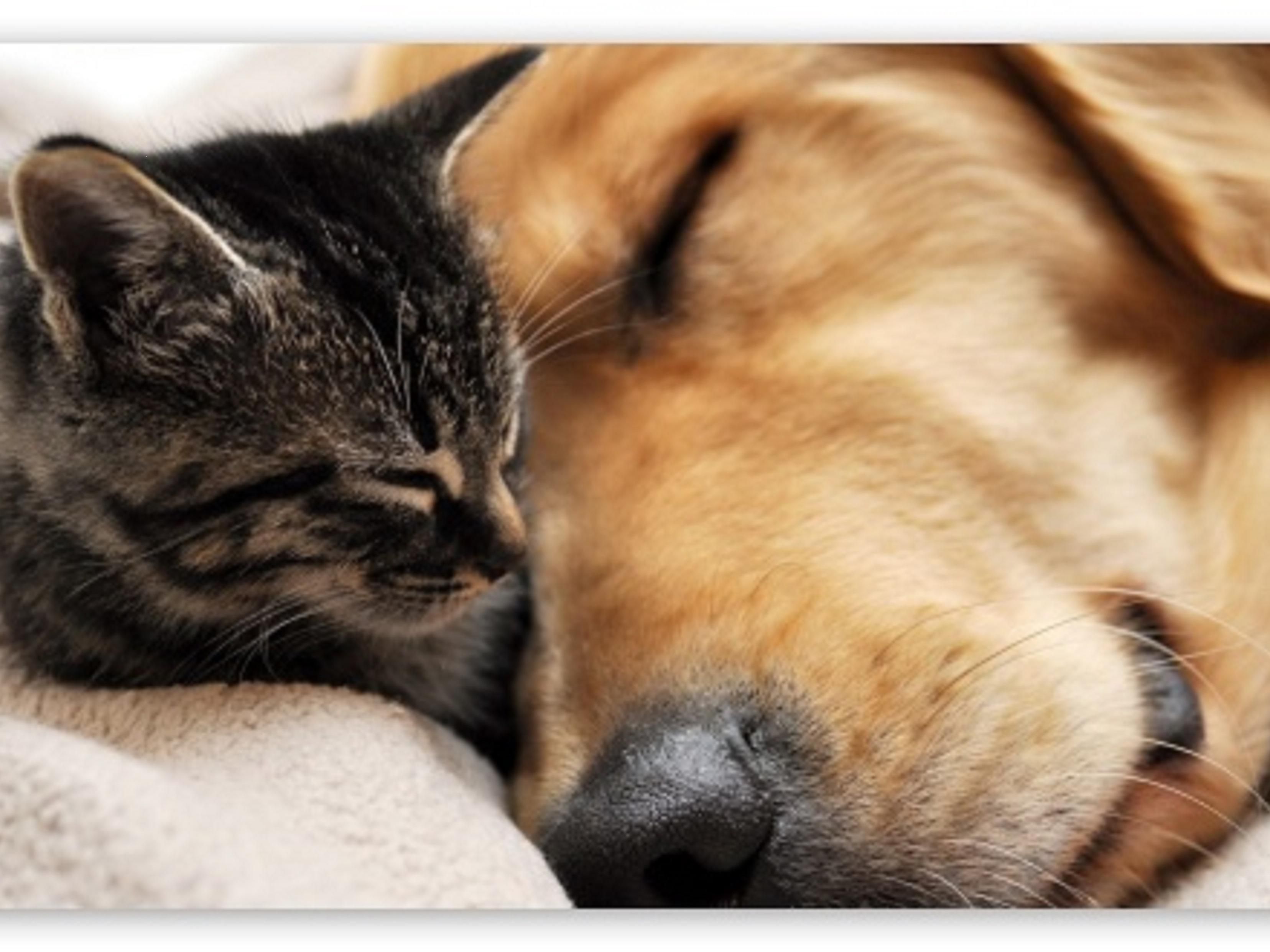 We are a very pet friendly hotel. A one-time fee of $50 USD plus tax per pet, does apply. Your four legged friend will receive a dog bowl, bottle of water, toy, treats and poopy bags. We also have a fenced in area for the pets to run freely.