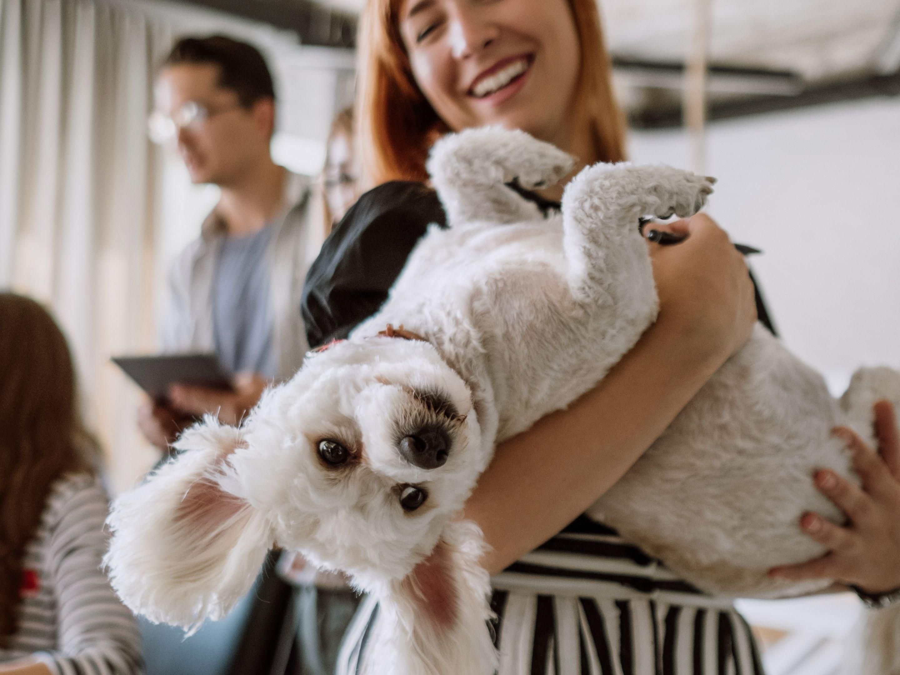 Bring your furry kids for an unforgettable staycation! Book a stay in a Standard Room or Suite for 2 adults and 1 fur kid, with a pet bed and bowl provided. Enjoy SilverSky treats worth $60, Express Start Breakfast for two, complimentary parking, and $30 dining credits at Express Café & Bar. Email petstay@hiexsnovena.com for enquiries.