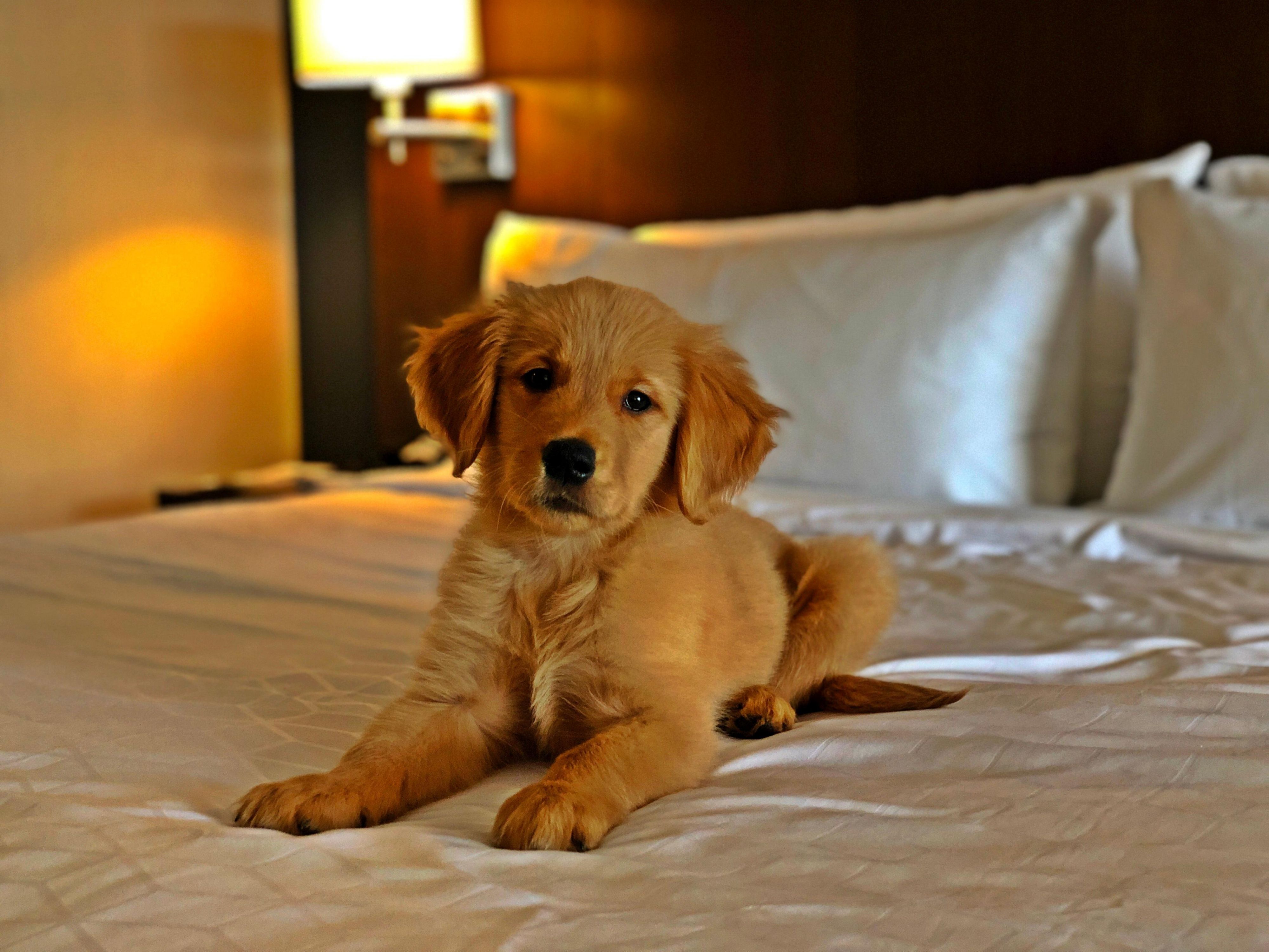 We welcome all your furry friends to the Holiday Inn Express & Suites St. John's Airport on our designated pet friendly floor. 