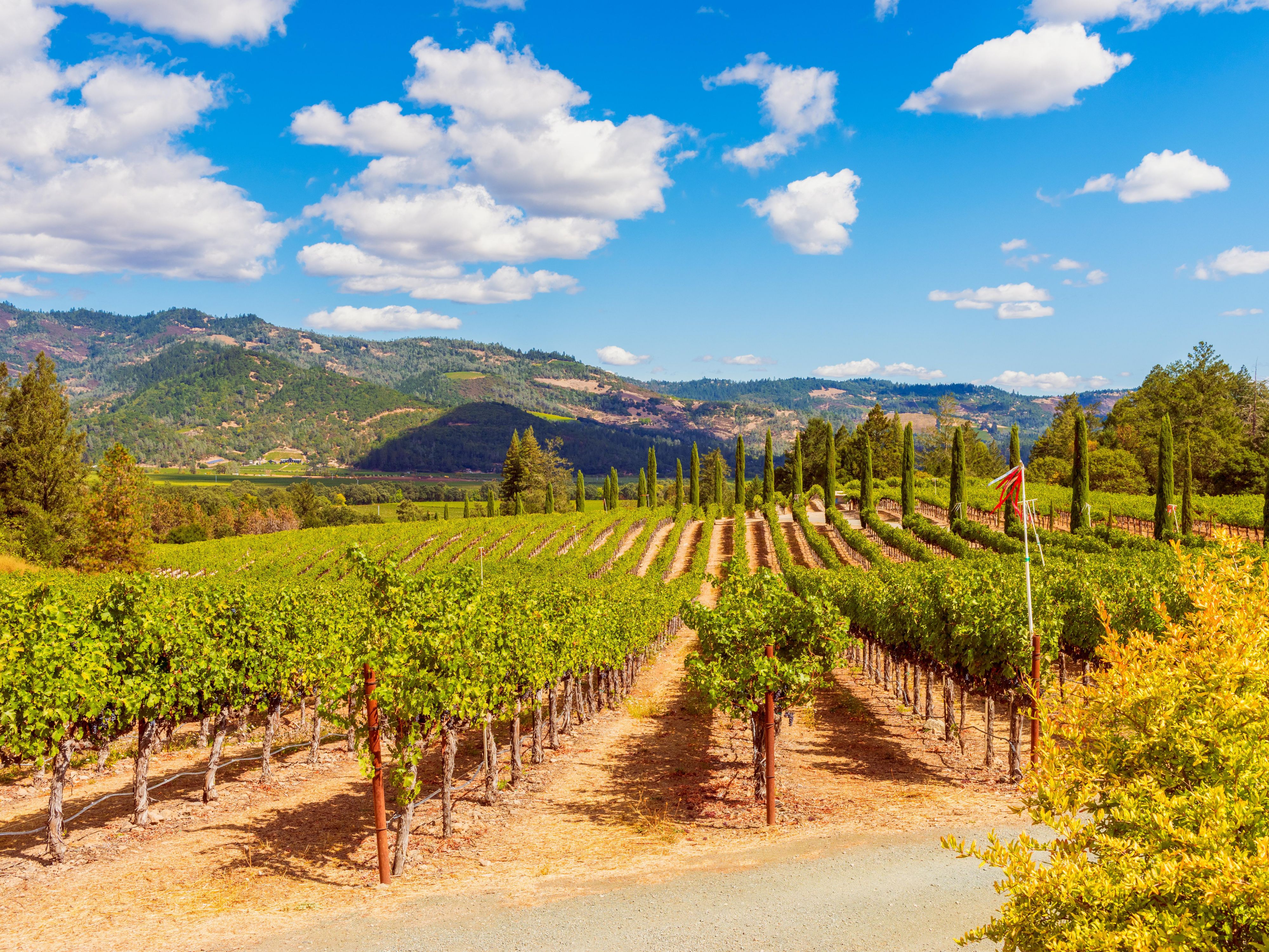 Our hotel near Napa Valley Wine Country is just southeast of Napa Valley. The Napa Valley Wine Train is just 19.4 miles from us and takes you on a 36-mile round-trip discovery to St. Helena and back, stopping at celebrated wineries along the way. Suisun City is also home to many vineyards and wineries.