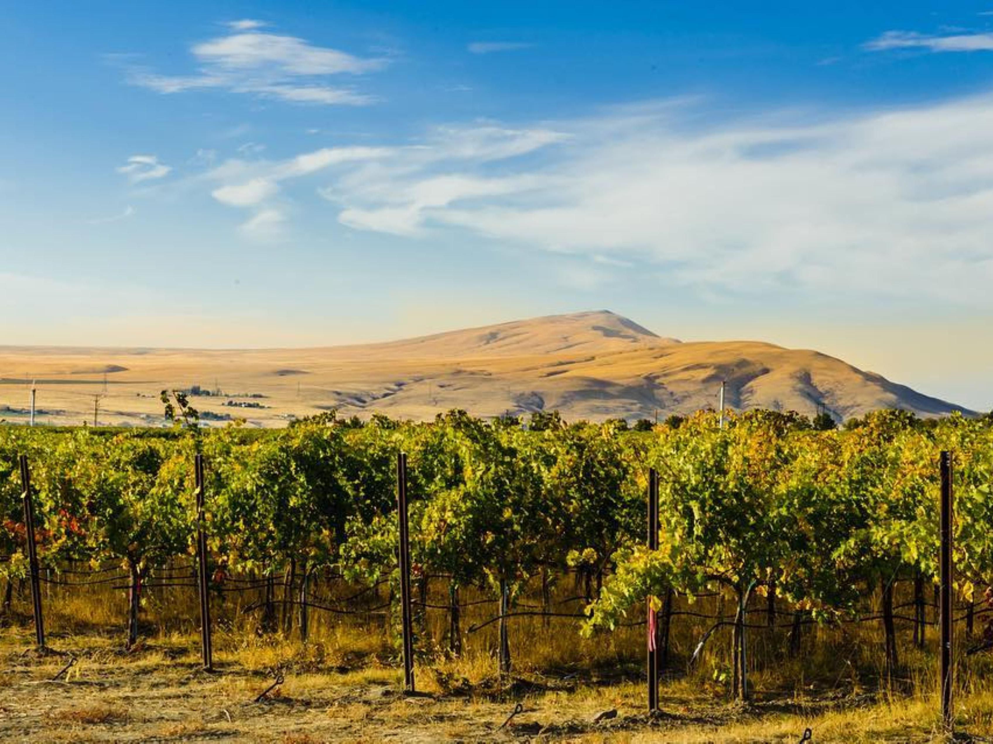 Winery hopping in the Yakima Valley is an unforgettable journey of delightful discovery for those seeking the good life and great wines. Let our team design a trip for you to discover some of the best wines the Pacific Northwest has to offer!