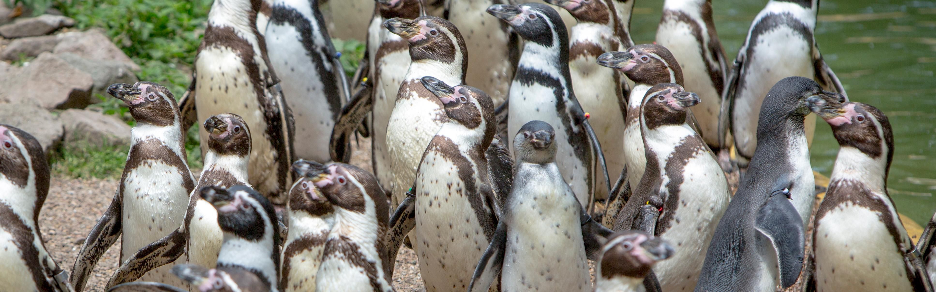Explore marine life at Sea Life, just 10 minutes from our hotel!