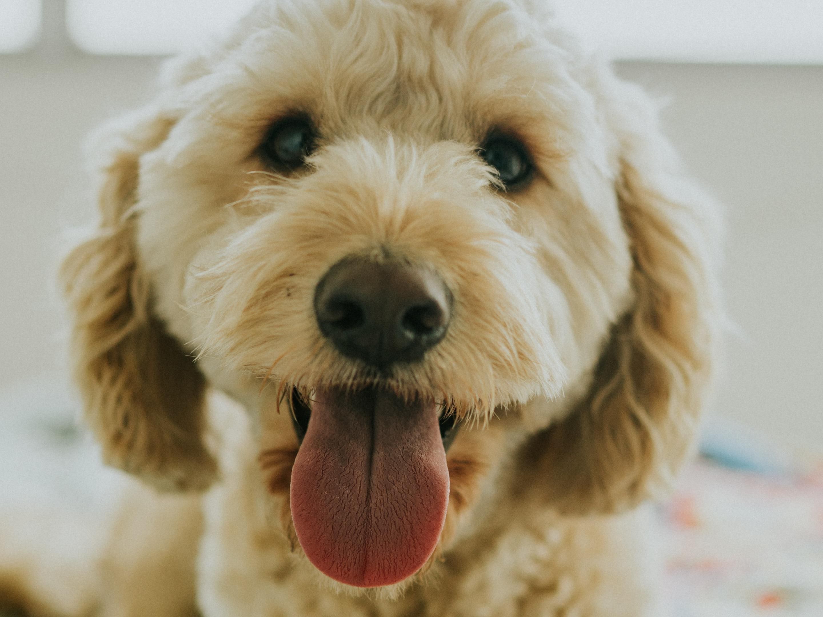 Bring your pet with you when staying at the Holiday Inn Express in Bowling Green, KY. Pets up to 80 pounds are welcome. A 50-dollar non-refundable pet fee applies.