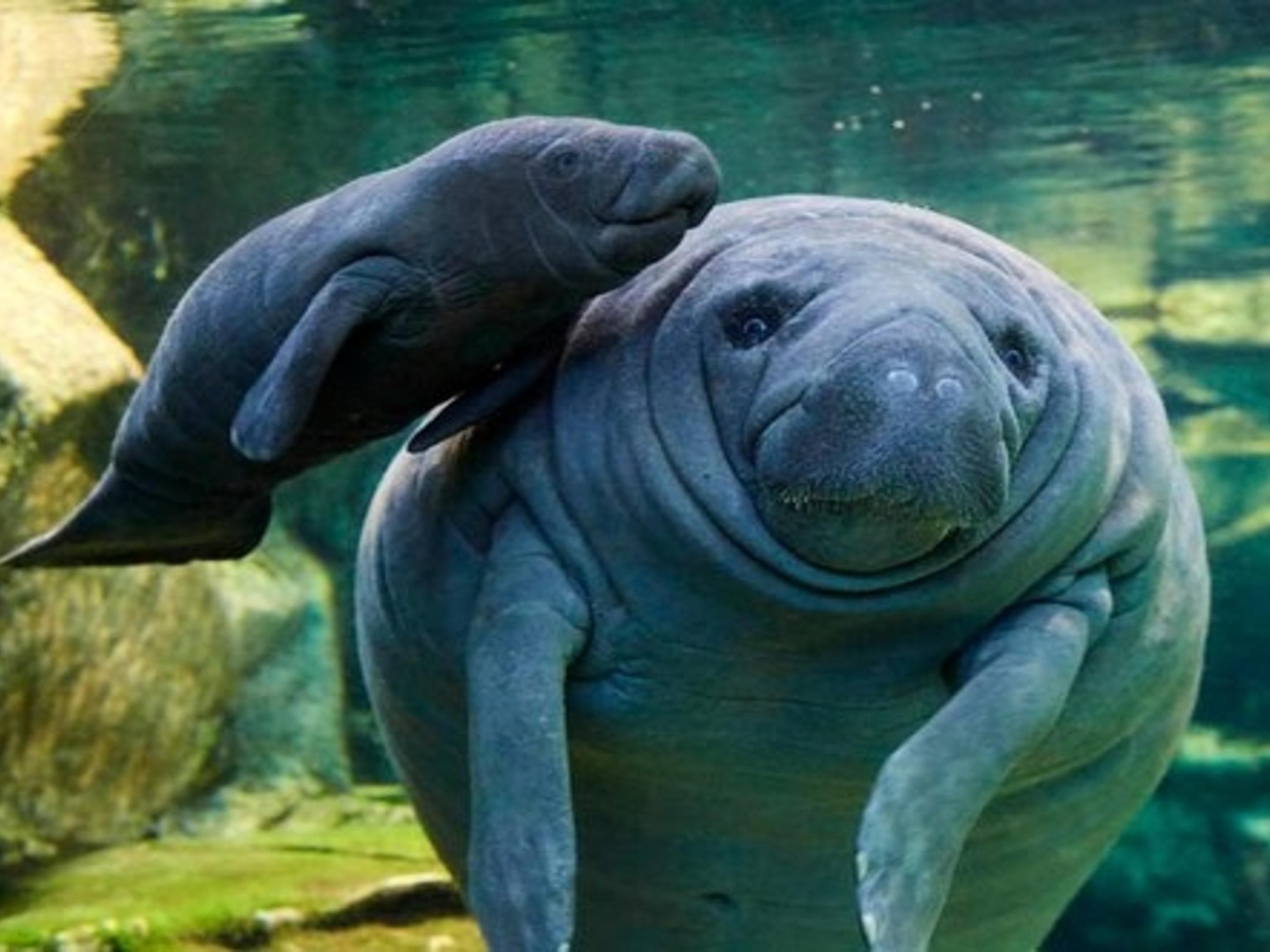 Crystal River, the Manatee Capital of the World, offers a once-in-a-lifetime chance to swim alongside these gentle giants. Glide through the clear waters of Kings Bay, where manatees gather year-round (especially from November to March), and experience the magic of connecting with Florida’s most beloved marine mammals.