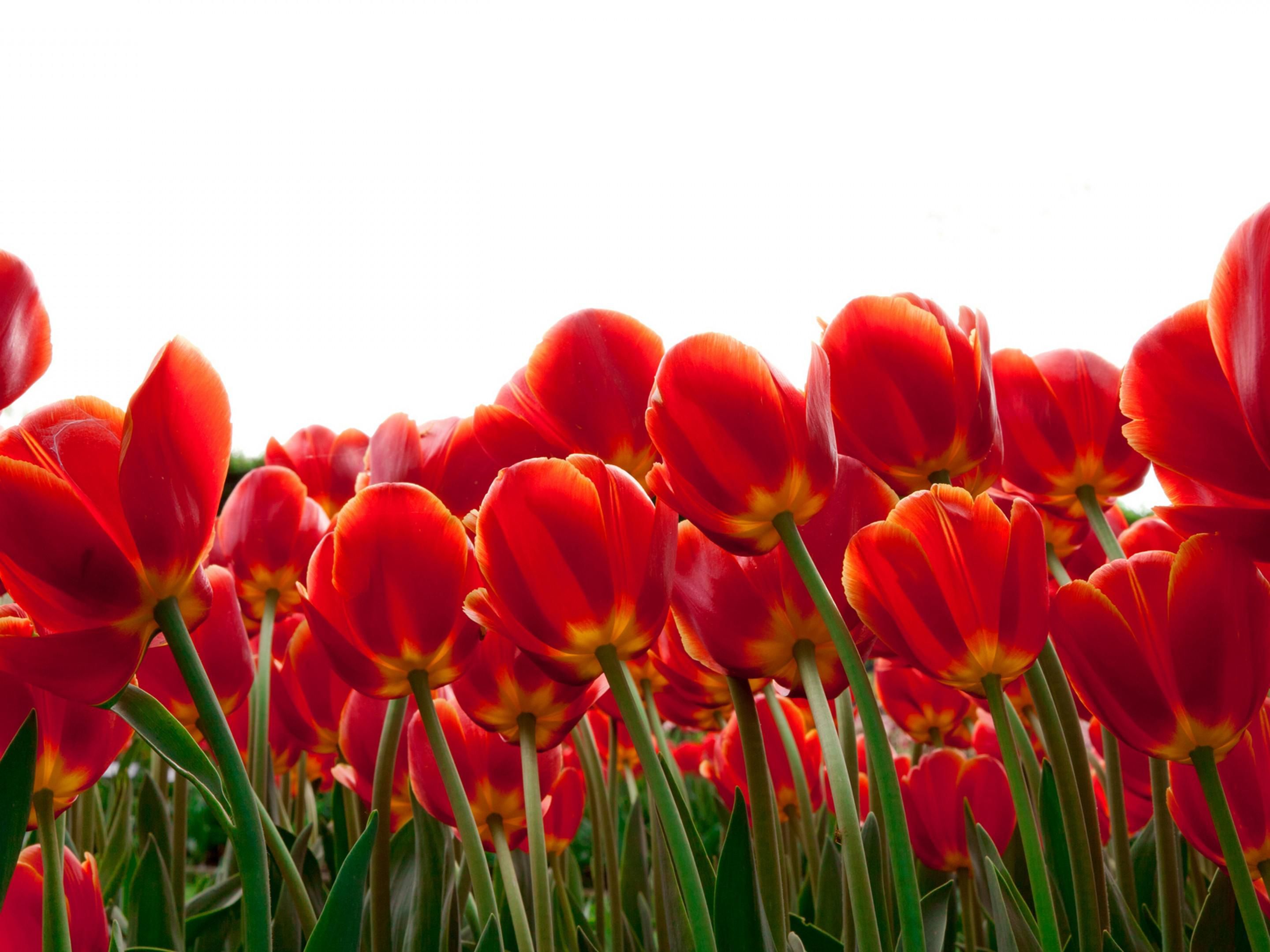 The Tulips are getting ready to bloom! Book your room for the Holland's annual Tulip Time festival from May 2-11. 
Located 25 minutes West of our hotel, Holland's Tulip Time Festival is a celebration of the city's Dutch heritage. Don't miss out - book your room today!
