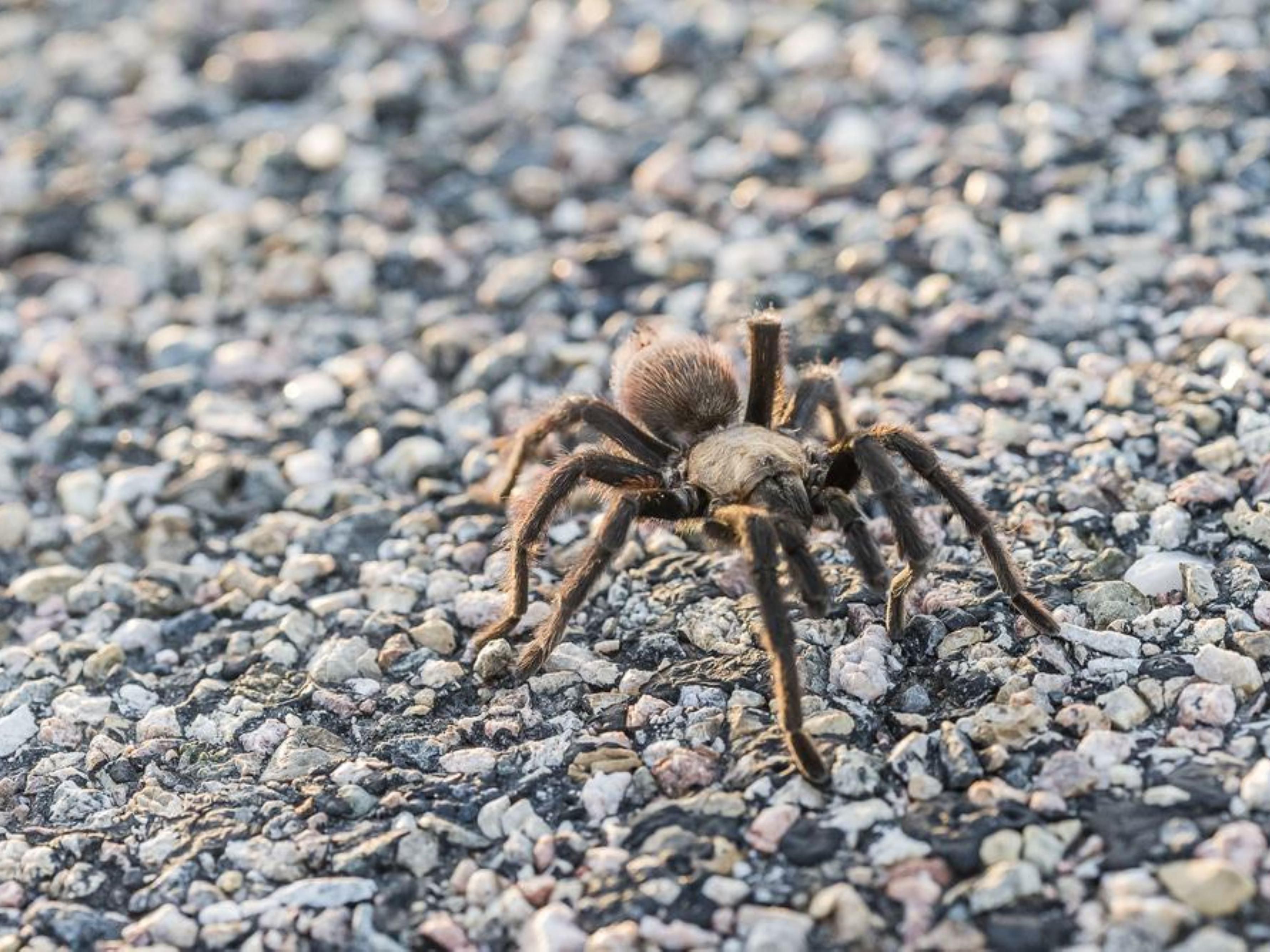 Join us for the First Annual La Junta Tarantula Fest in Downtown La Junta. Enjoy a parade, vendors, information pavilion, tarantula tours, bike ride, and more.  
