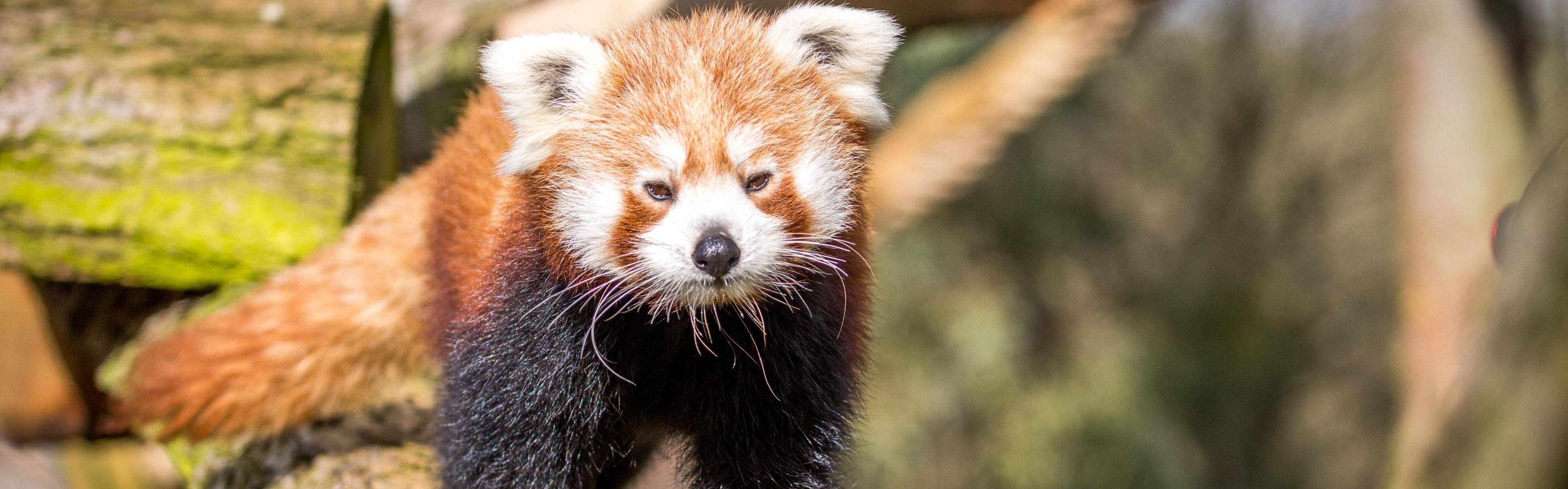 Woburn Safari park is a 15-minute drive from our hotel.