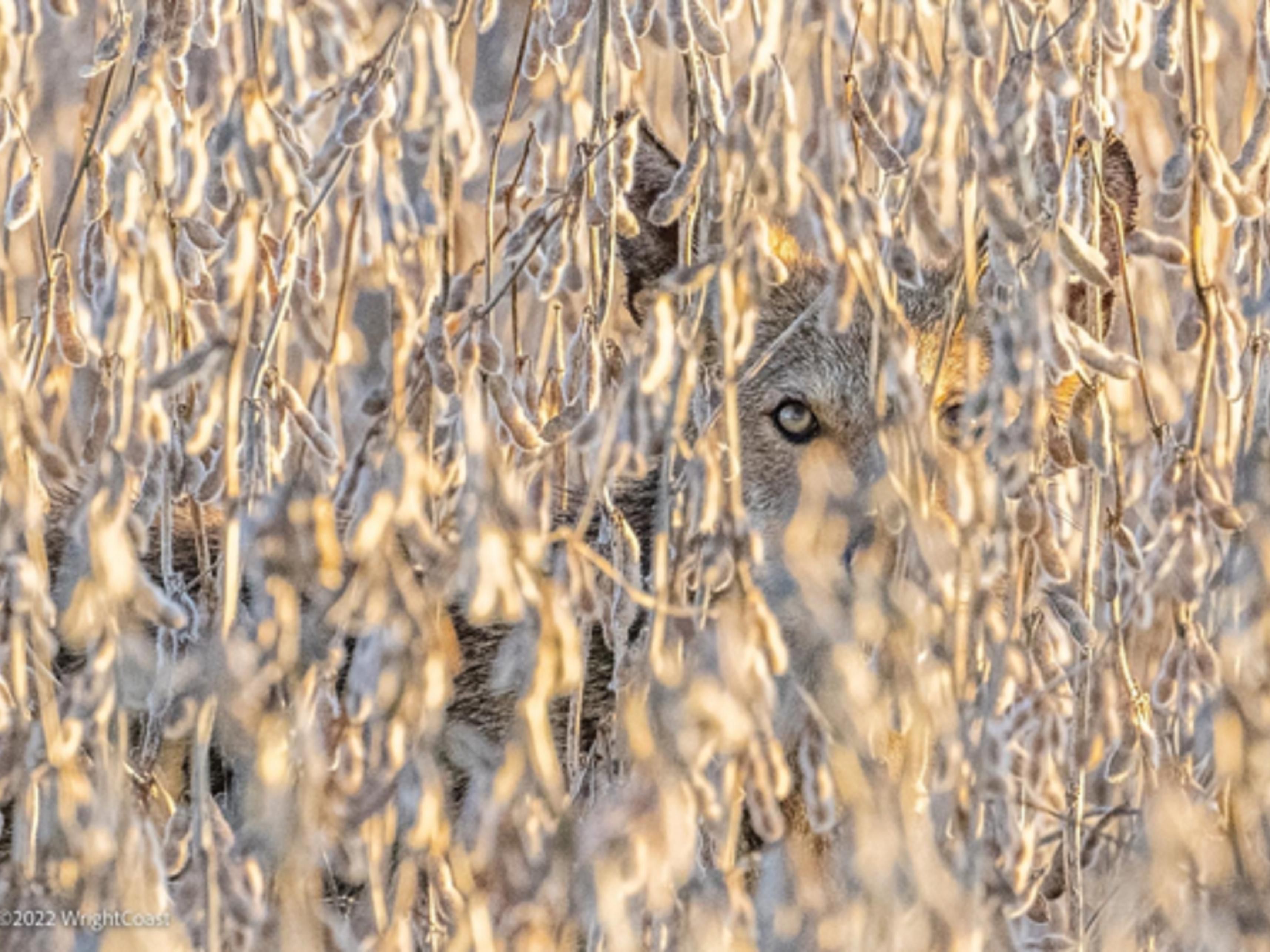 Open year-round during daylight hours. Enjoy exploring 154,000 acres and viewing a variety of wildlife, ranging from wood ducks, alligators, black bears, and red wolves.