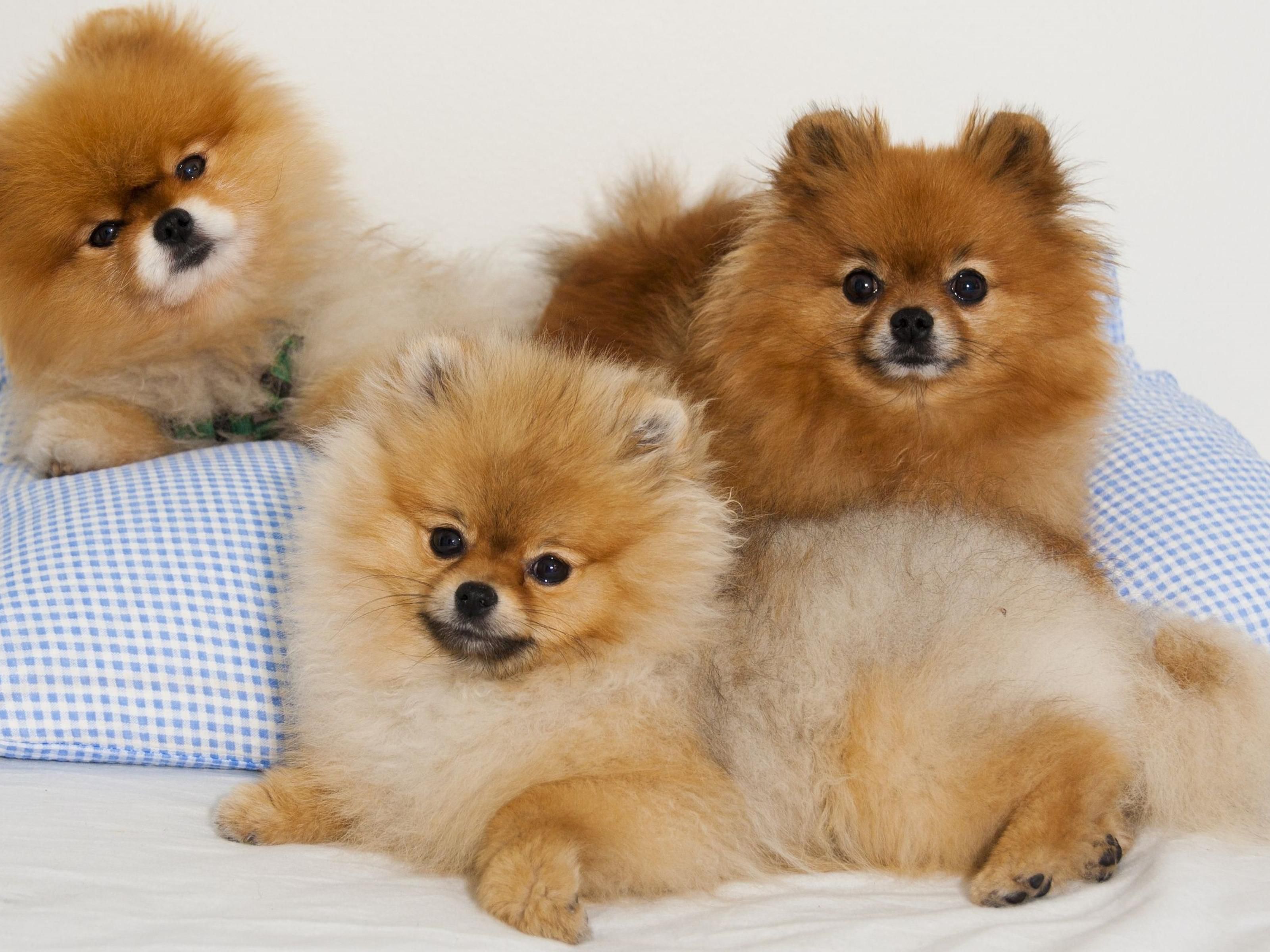 Bring your pup along for all your travels! We love rolling out the red carpet for four-legged guests!