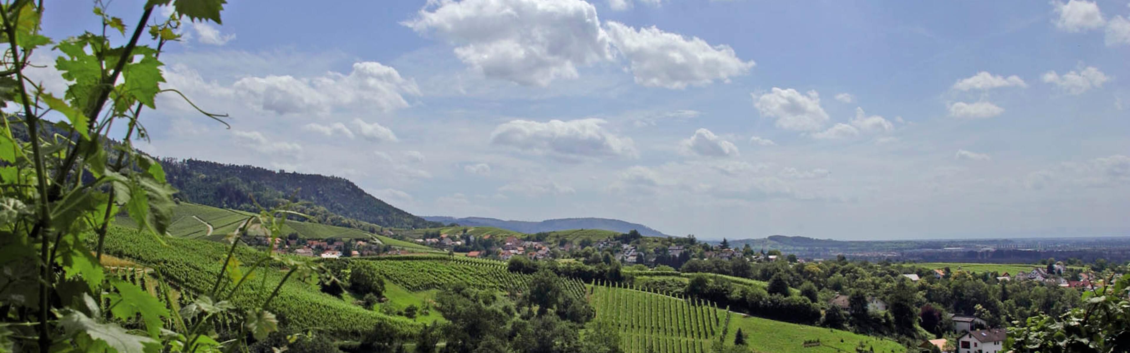 Vineyards Offenburg