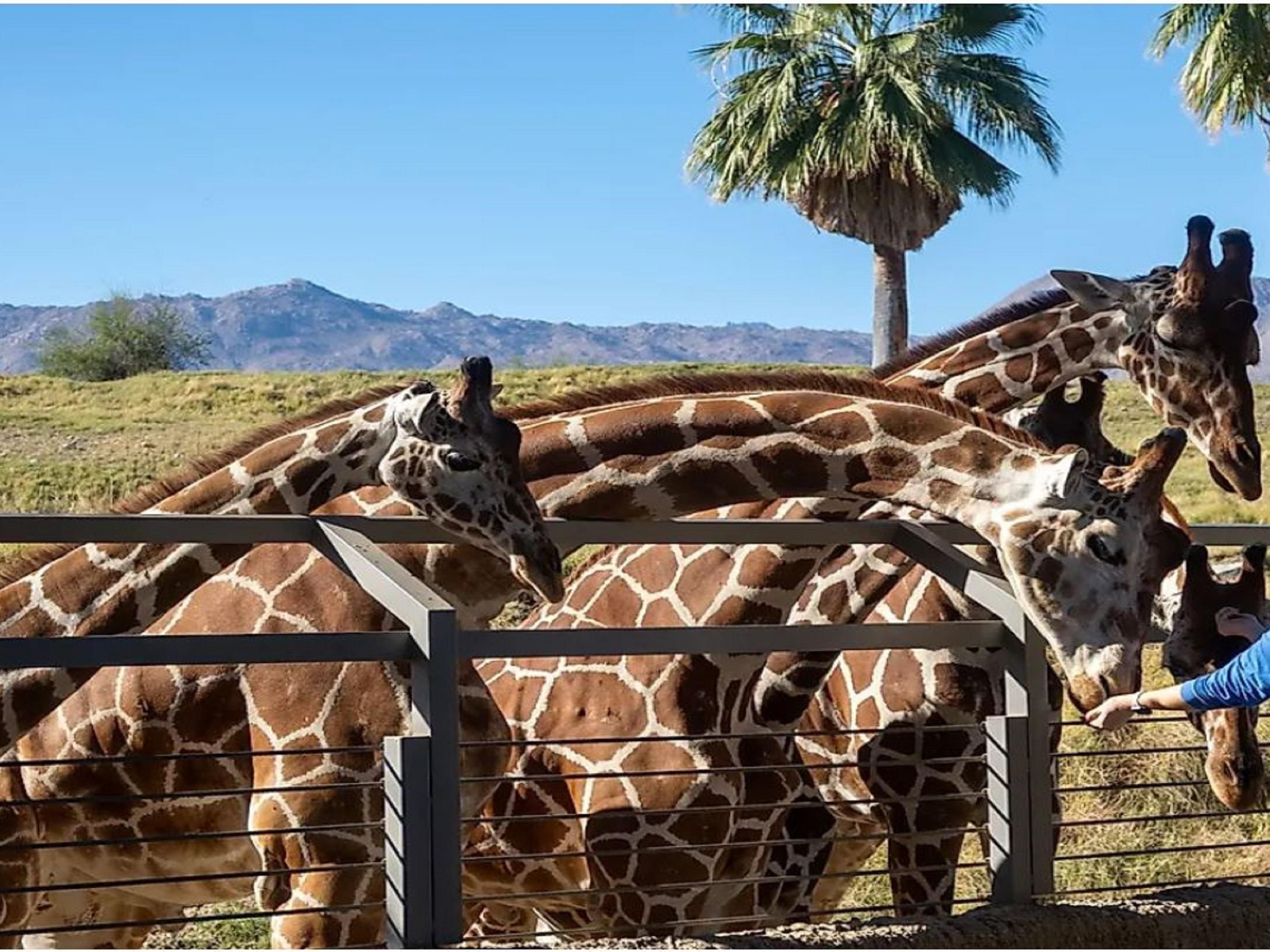 While visiting Palm Desert, take the family to one of the ten best Zoos in the US by Conde Nast Traveler. The Living Desert Zoo & Gardens specializes in the deserts of the world.