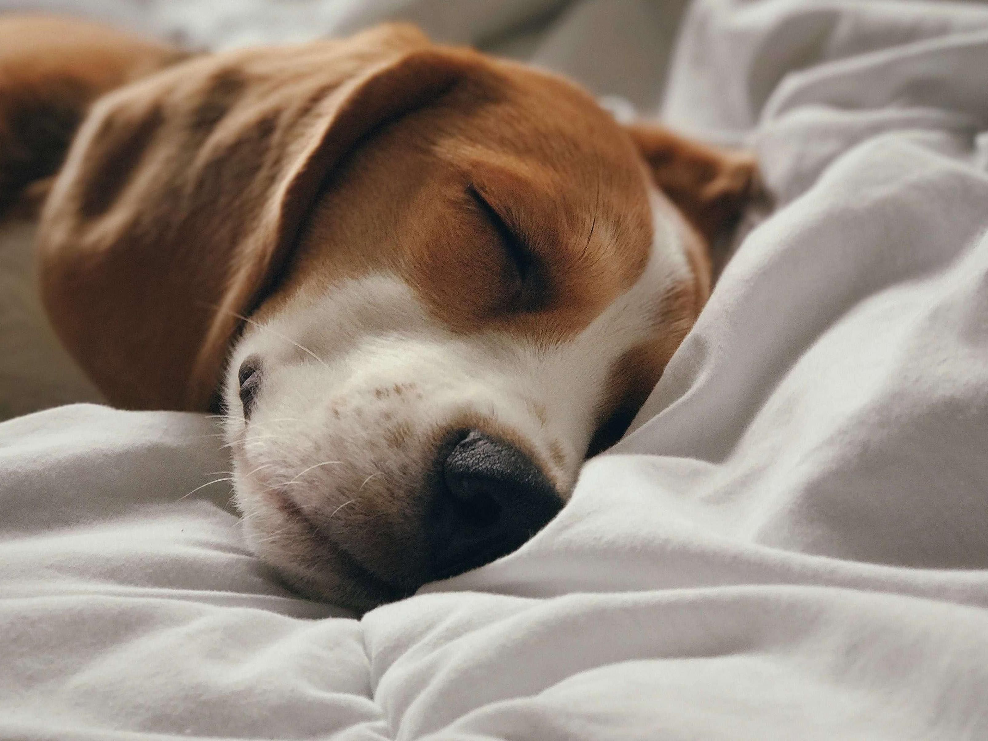 Bring a dog friend on your desert adventure when you stay at our Palm Desert, California, hotel. Ask for one of our rooms with a stunning balcony, where you and Fido can enjoy the scenic desert views together. With lots of room to explore around the hotel property, your dogs are as welcome as you are.