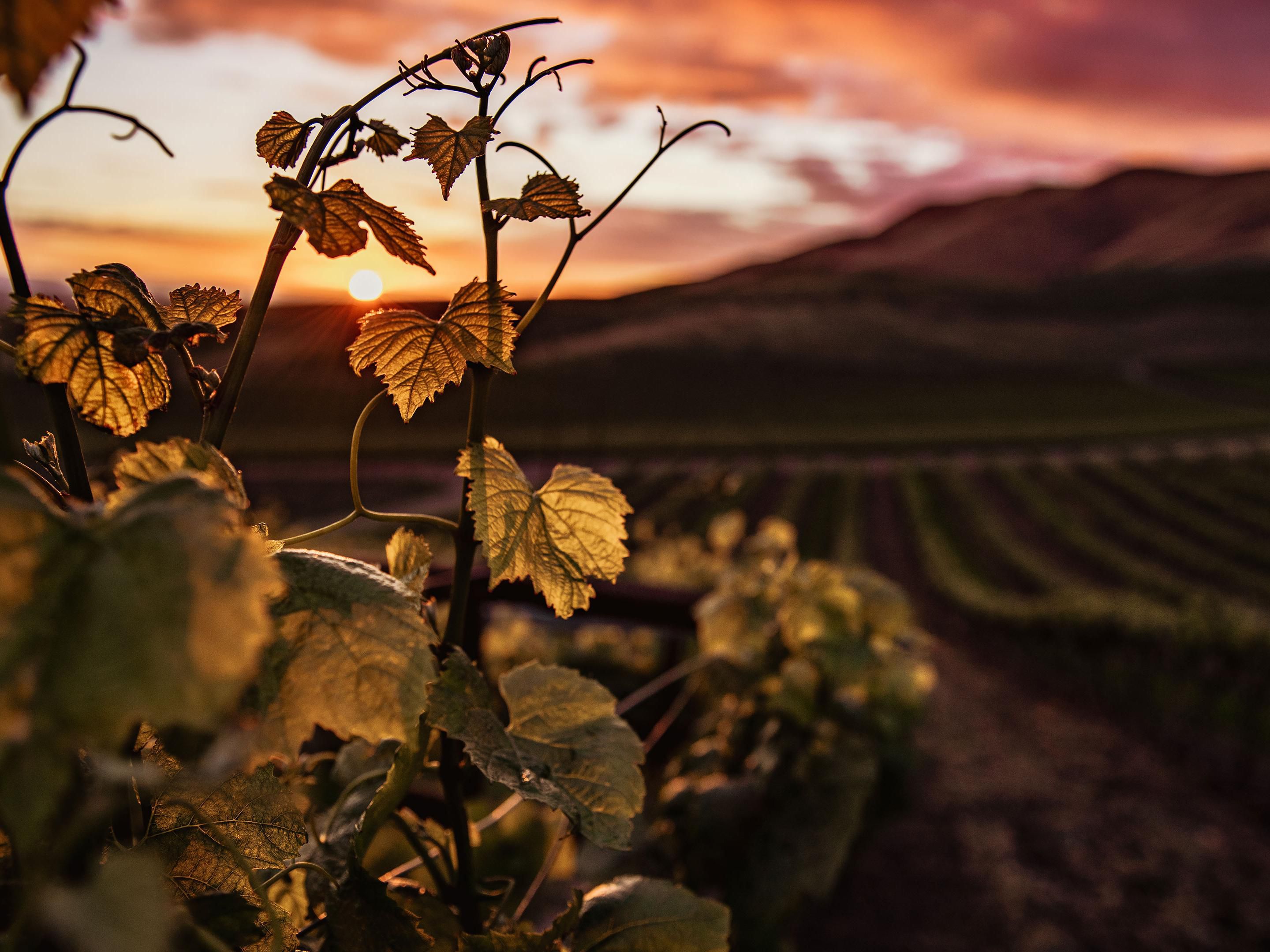 From January 28 to 30, 2026, Exponor hosts Enotécnica & Olitécnica – the Fair for Oenology, Viticulture and the Olive Oil Industry. An event of innovation, knowledge and business that brings together professionals, companies and producers from the wine and olive oil sectors, strengthening their quality and competitiveness.