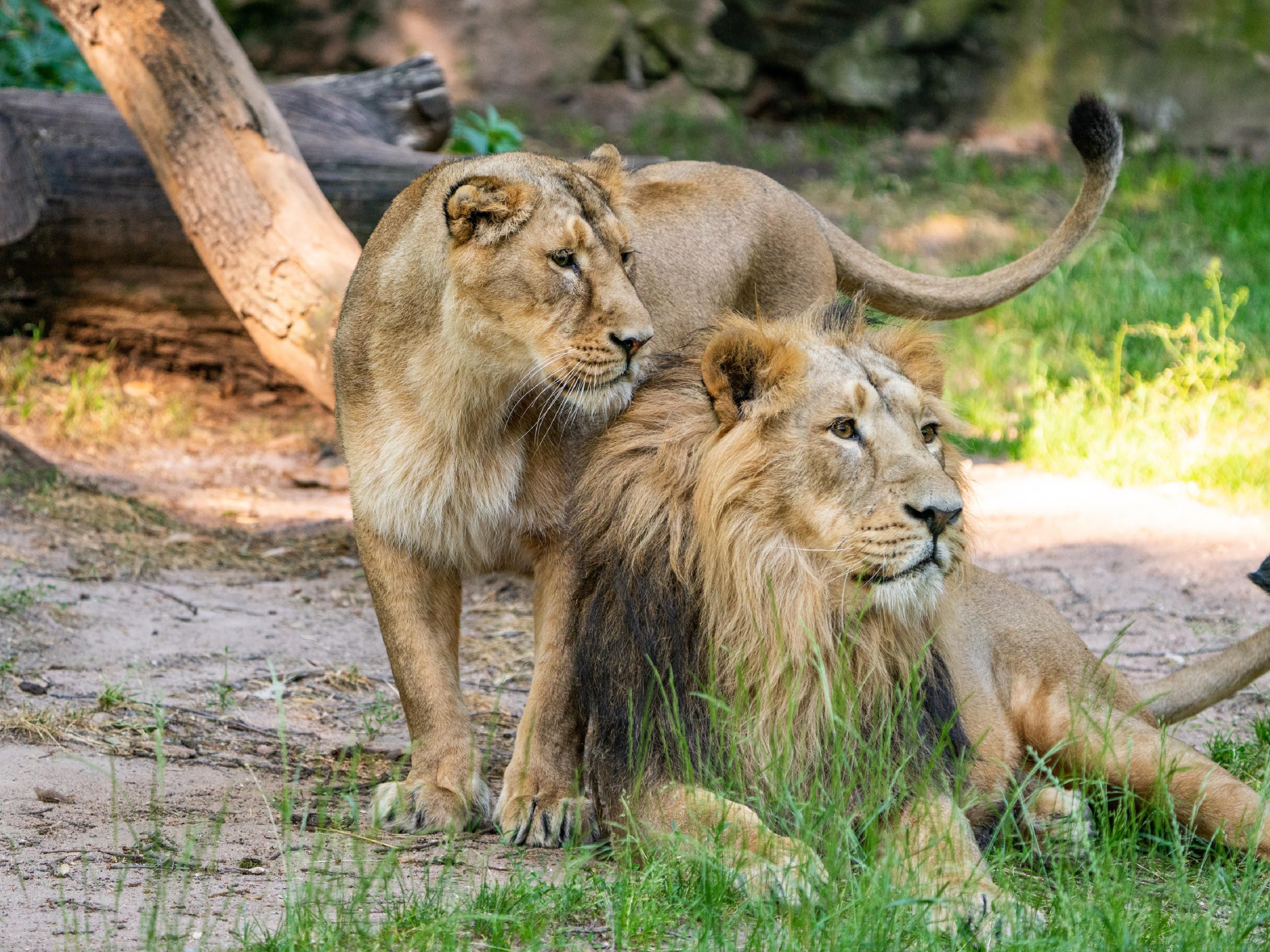 The zoo is always worth a visit! It is located a 24 minute drive from our hotel. Copyright by Tiergarten Nürnberg / Tom Burger
