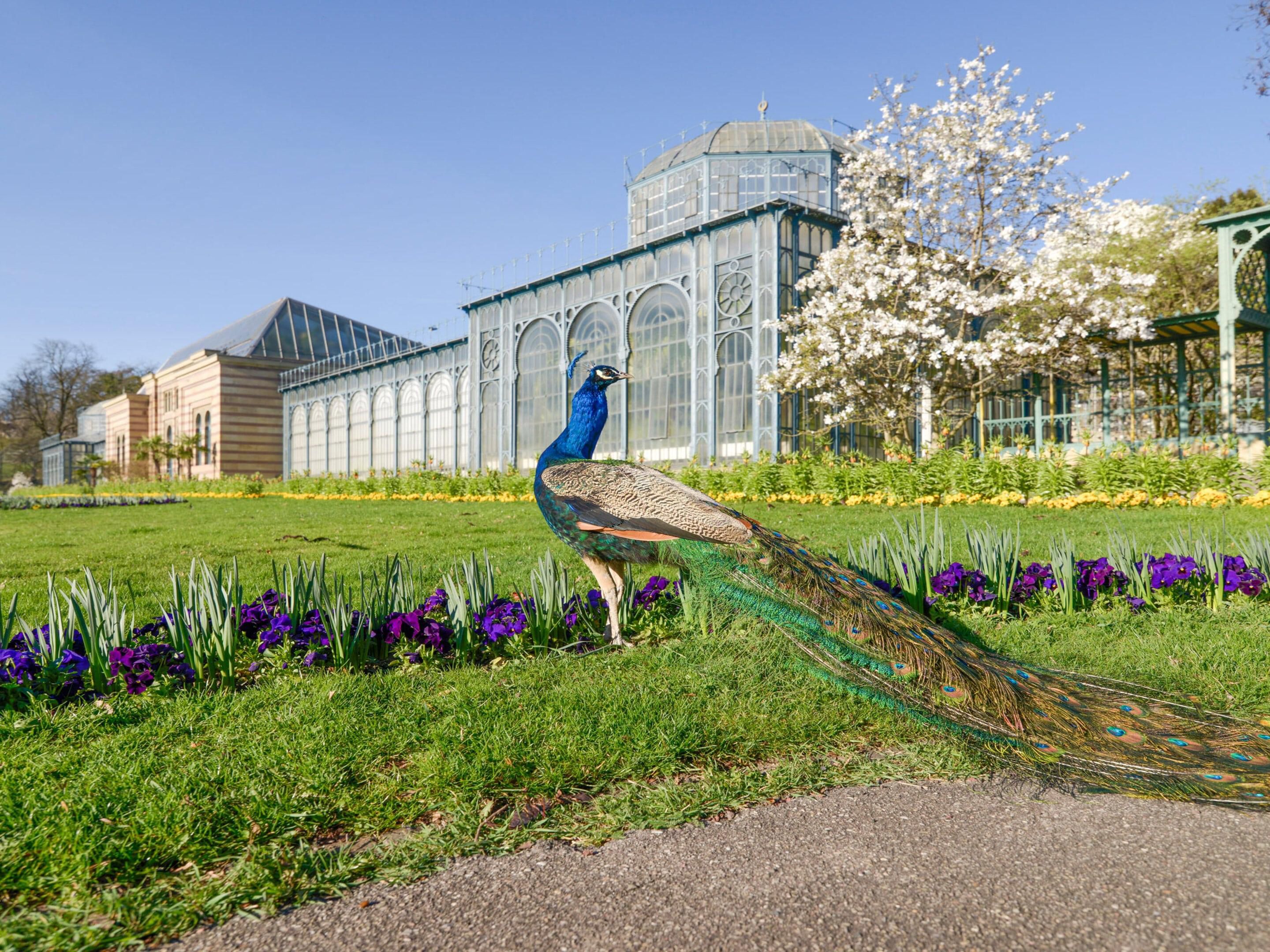 A unique combination of zoo and botany awaits you in Germany's only zoological-botanical garden - the Wilhelma Stuttgart. Here you can observe around 11,000 animals of around 1,200 species. This makes Wilhelma one of the zoos with the most species, not only in Germany but even worldwide.