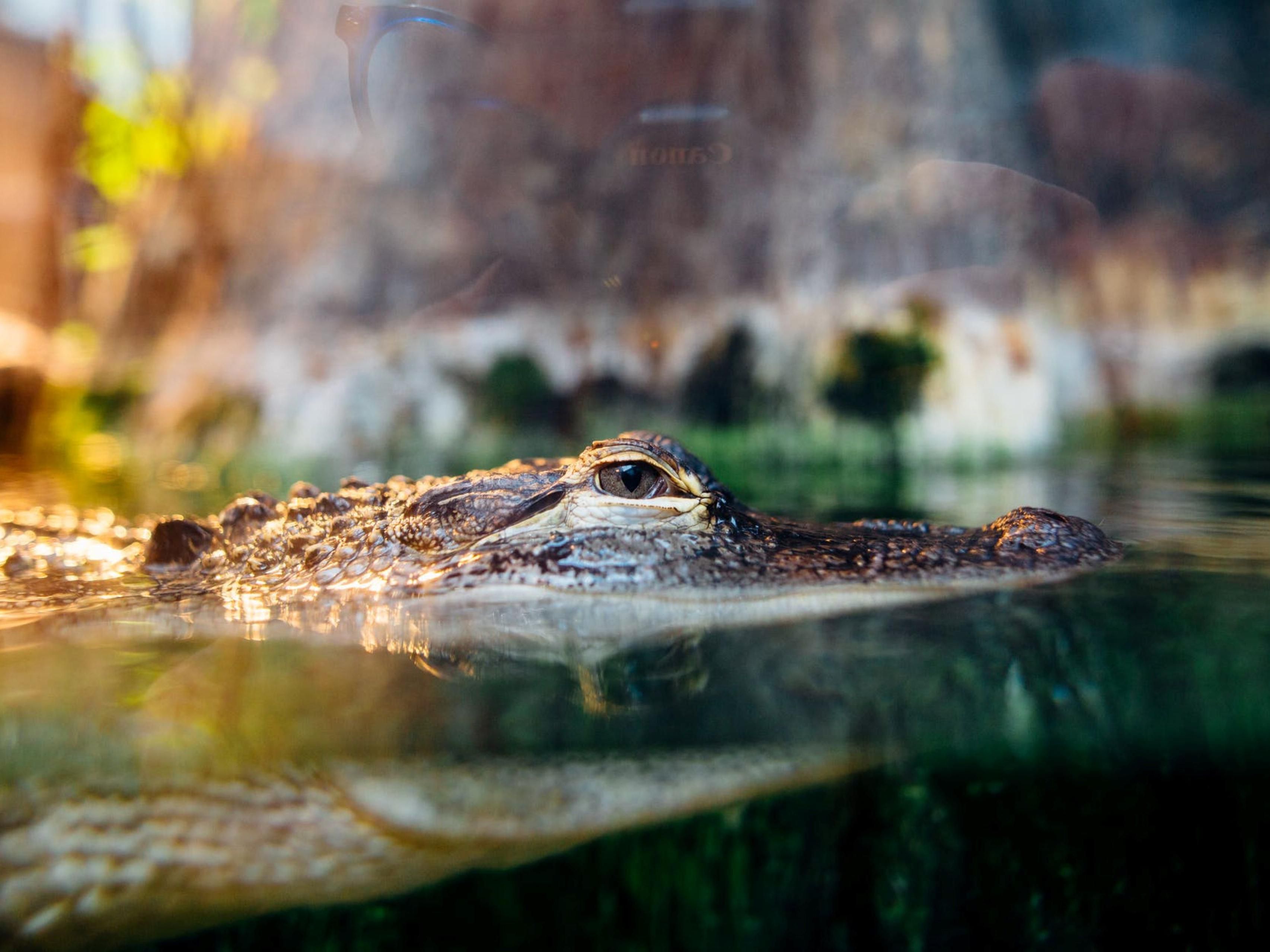Experience a Cajun Encounters Swamp Tour to see a habitat full of wildlife and the famous Honey Island! Glide through gator territory on a small, flat-bottomed boat and explore the wetlands. 

