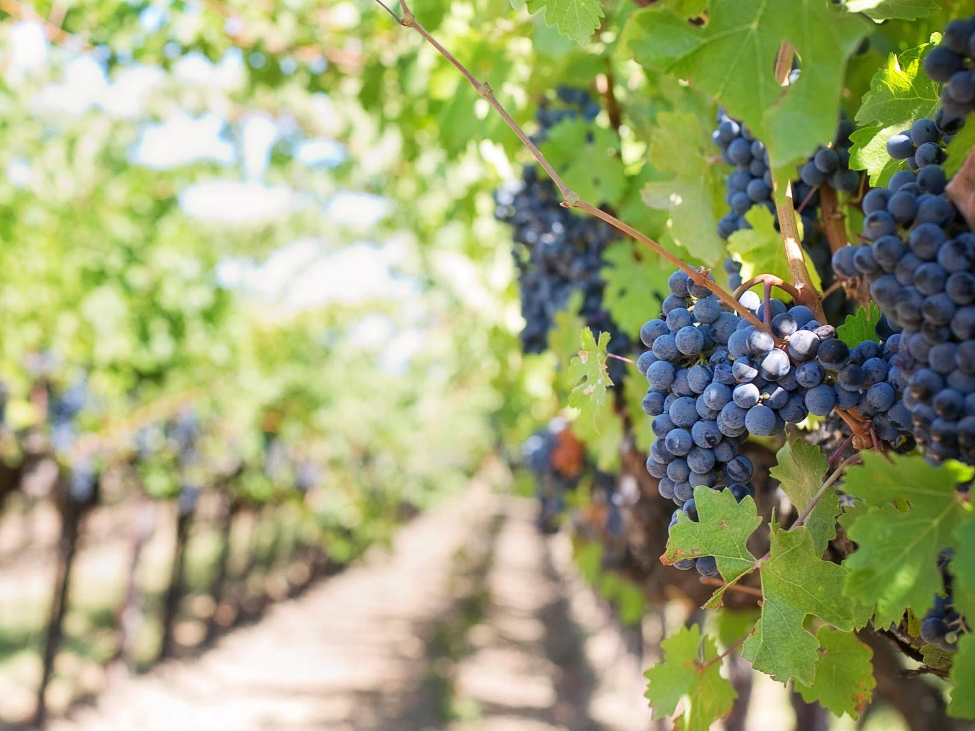 The Temecula Valley is Southern California's Wine Country.
Come visit one of the more than 50 wineries.  Take a behind the scenes tour or simply enjoy the stunning views.