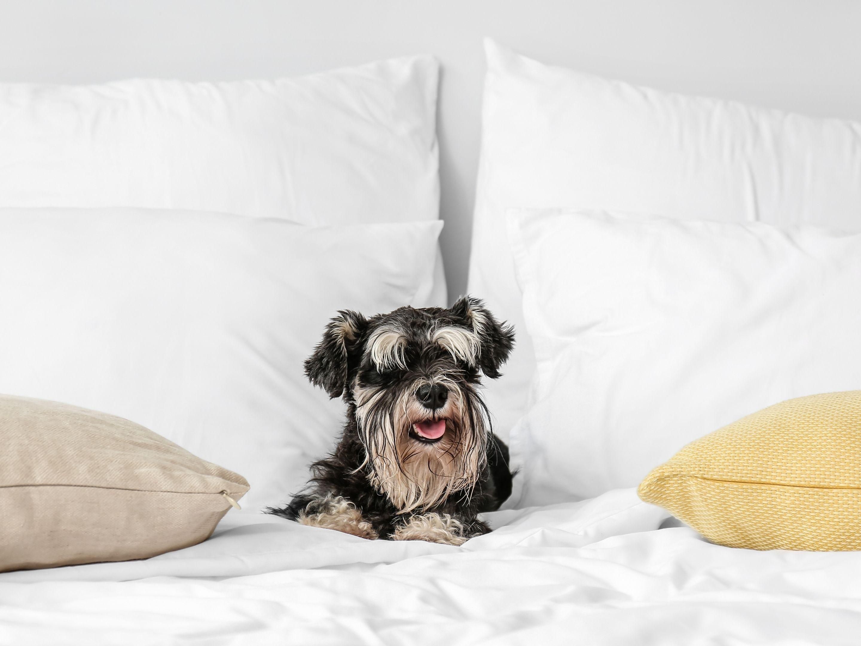 Pooch Package, The Ultimate Getaway. Bring your furry friend along for a truly paw some stay. After a day of tail wagging adventures, unwind together in our relaxed bar area. Package includes breakfast, parking and a special pet bag filled with dog treats and eco friendly waste bags.