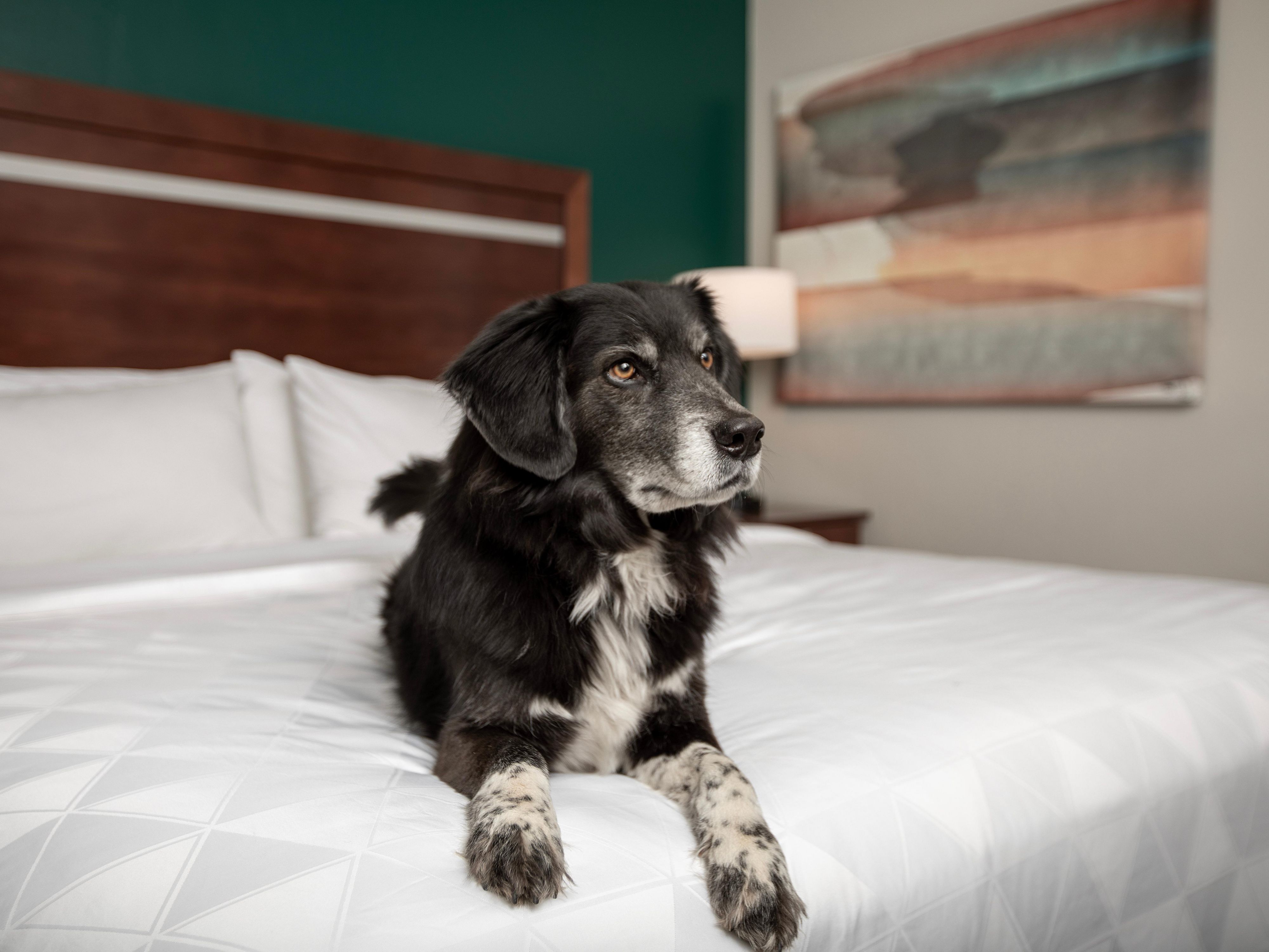 Travel with the whole family in comfort and convenience. Durango's Off-Leash Dog Park is right next door, and our restaurant offers a dog-friendly patio.