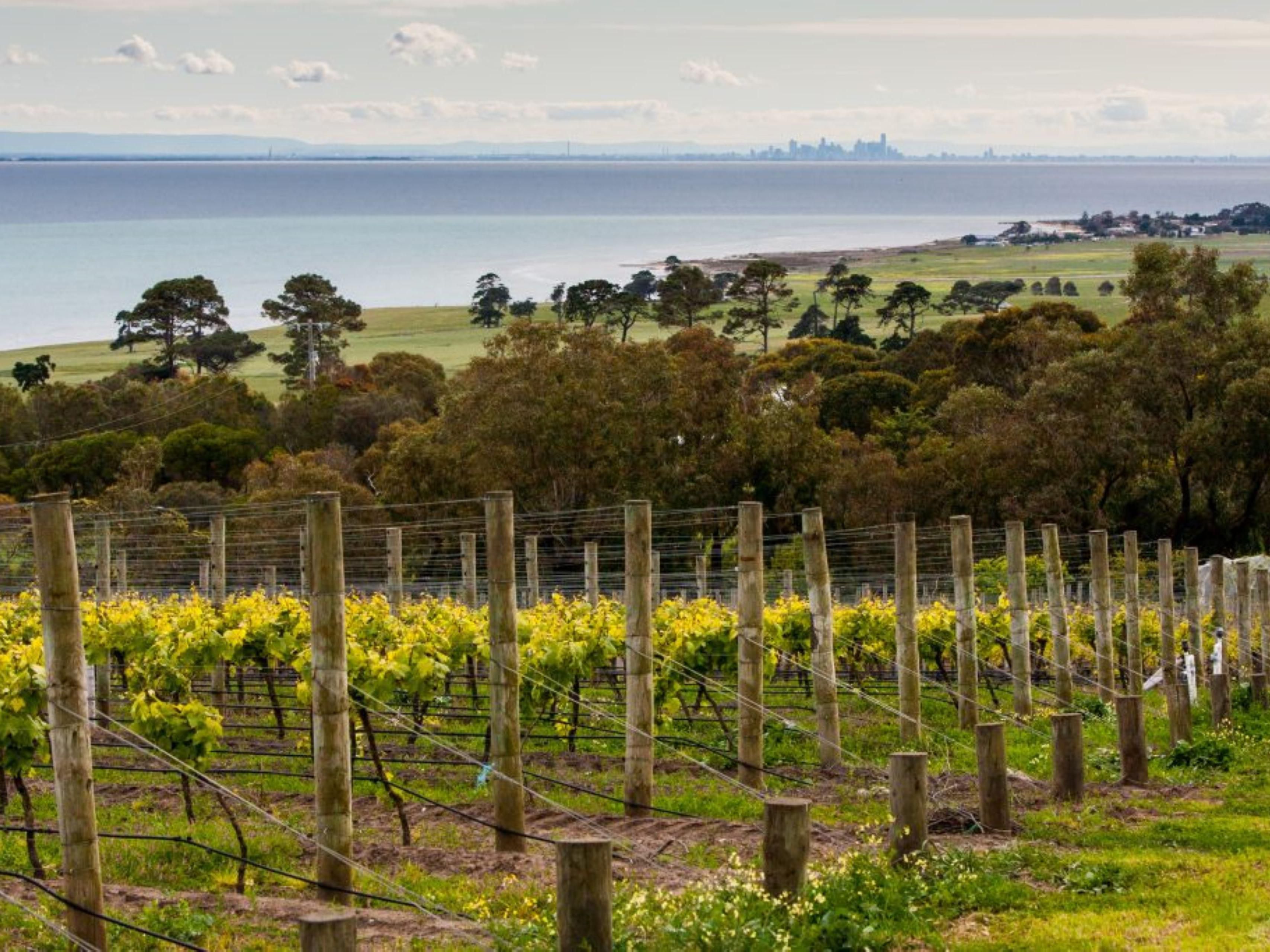 Whether you’re a total novice looking for a fun day out on the road with friends or a total serious, wine-focused itinerary, these five  Bellarine Peninsula wineries will stand you in good stead: 
1. Oakdene 
2. One Day 
3. Scotchmans Hill 
4. Jack Rabbit 
5. Basil's Farm