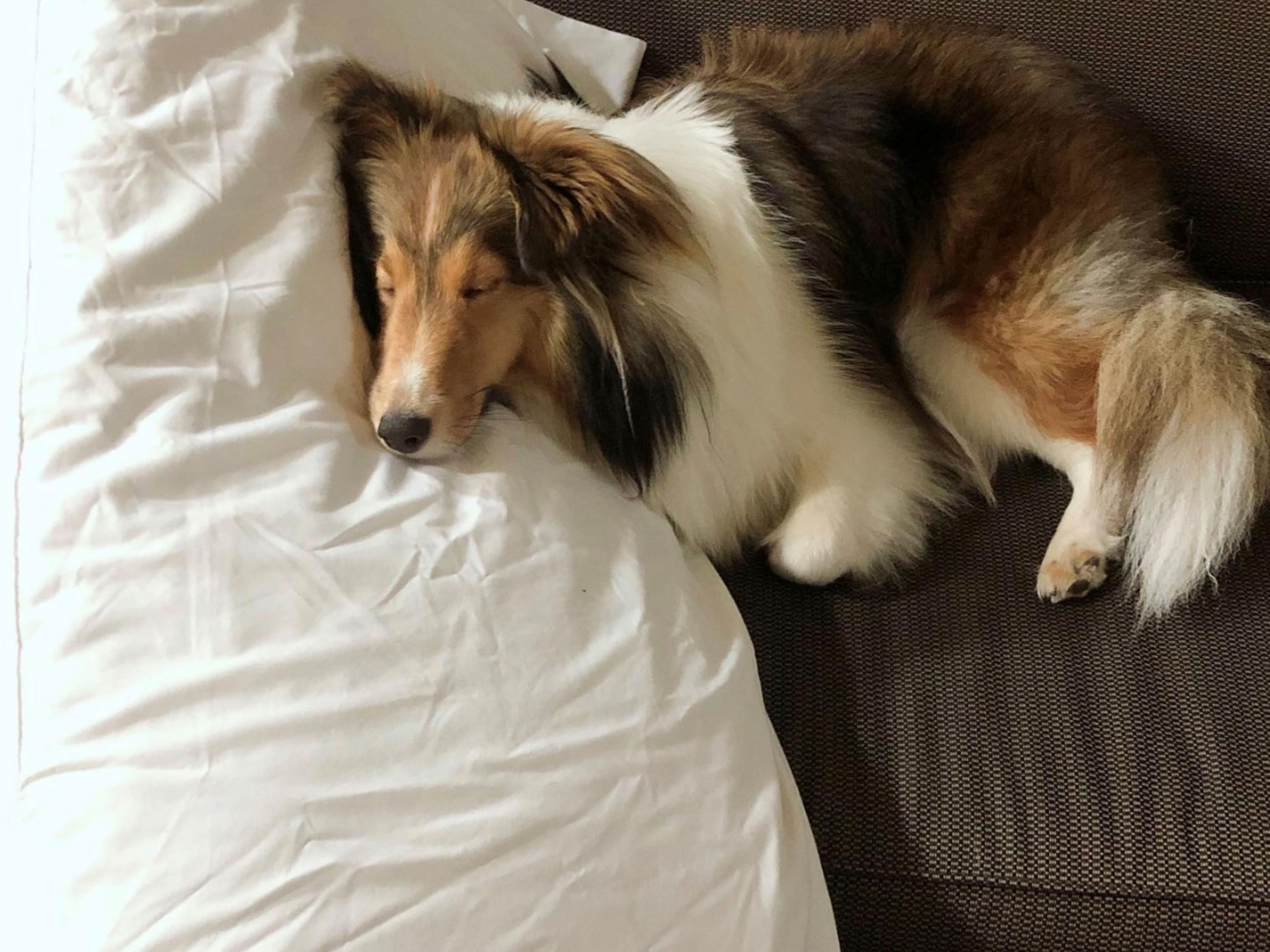 We welcome you and your pet to Holiday Inn & Suites Kamloops. We also have fenced dog run areas that allow your pet also have fun in our safe area.

Book Pet Getaway and let pet getaway! 