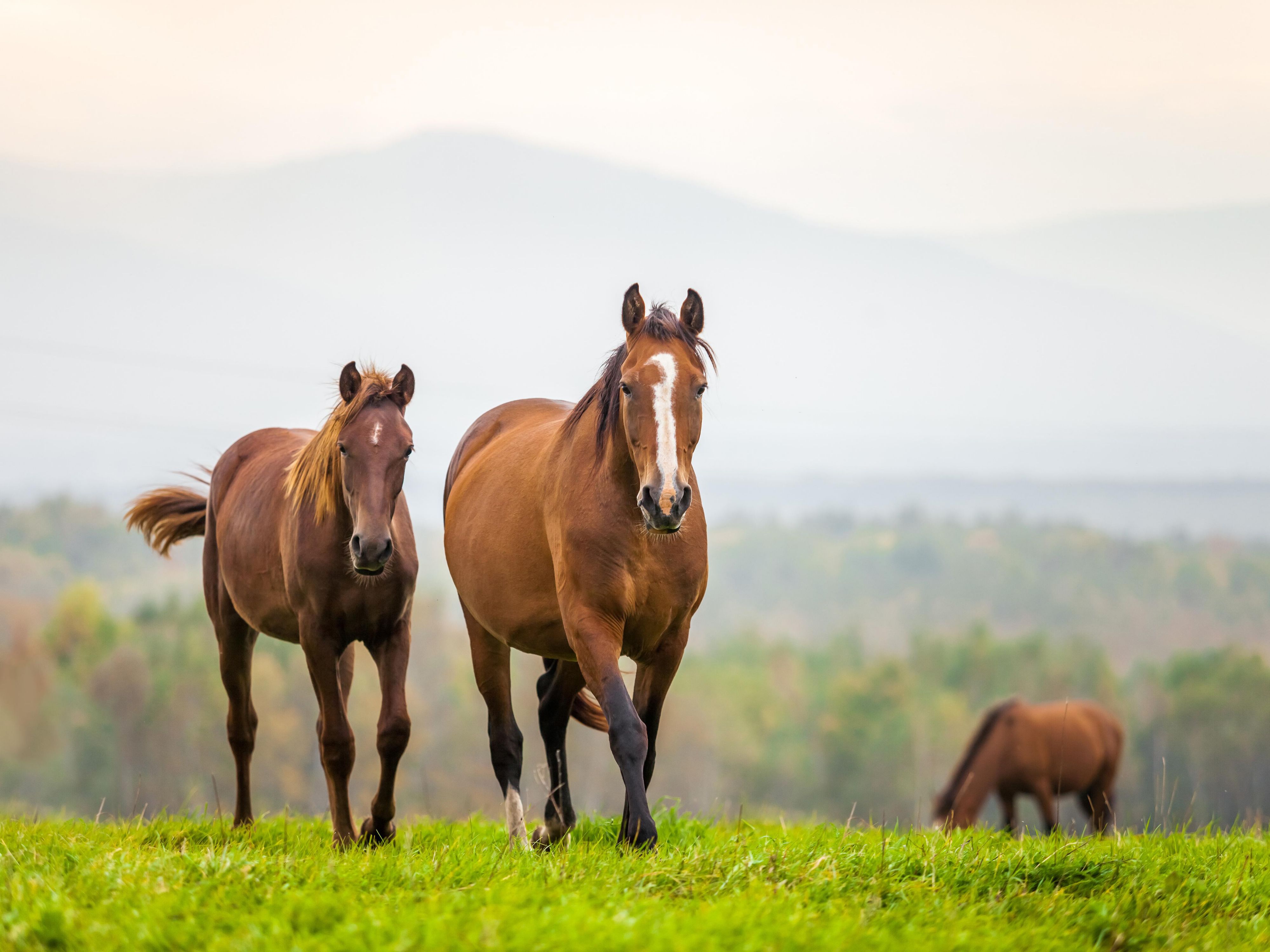 As a premier hotel in Ocala, our location is ideal for visitors seeking to be near the Equestrian Center. We offer convenient access to all the events and shows, making us the perfect home base for competitors and spectators alike. Enjoy our comfortable accommodations and excellent amenities, all just a short distance from the venue.