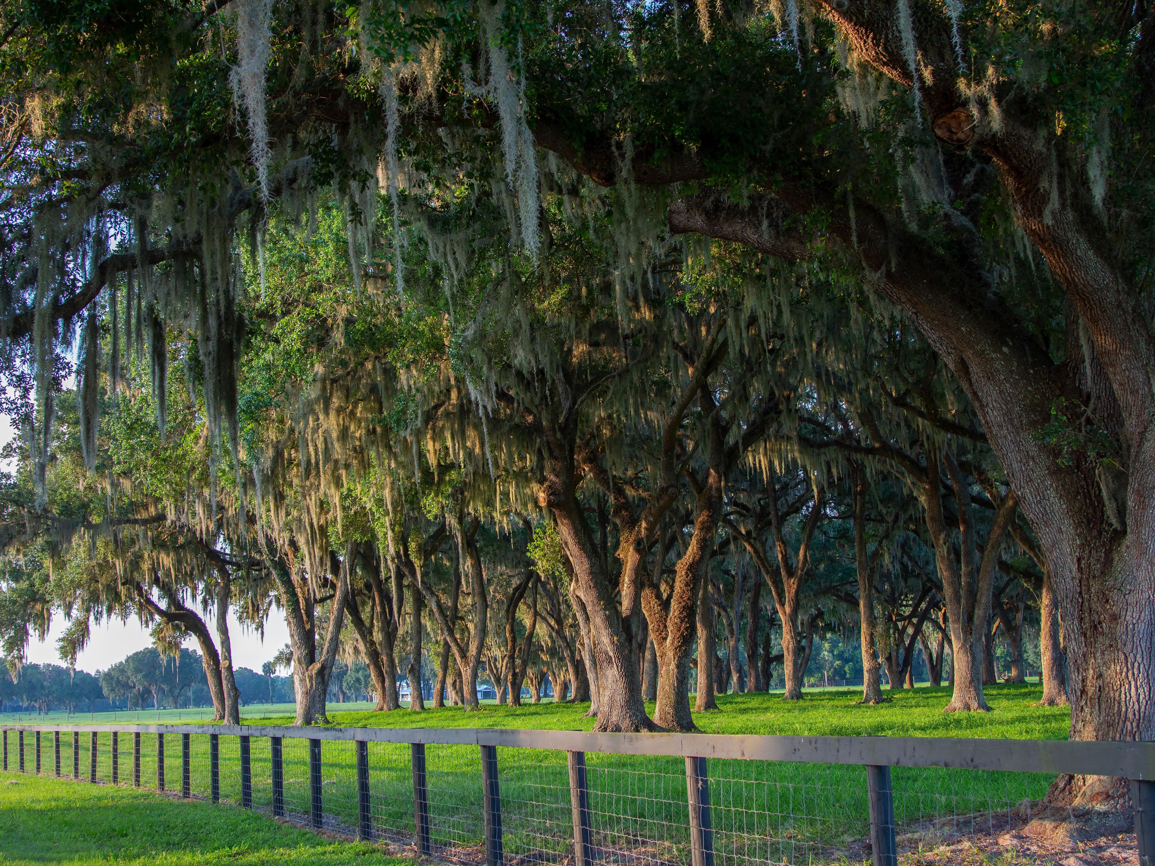 We are truly the perfect place to stay near Ocala National Forest. Our hotel is ideally located to offer easy access to the forest's many attractions, from hiking and camping to natural springs. After a day of adventure, you can relax in comfort, knowing you're just minutes away from this natural wonder.
